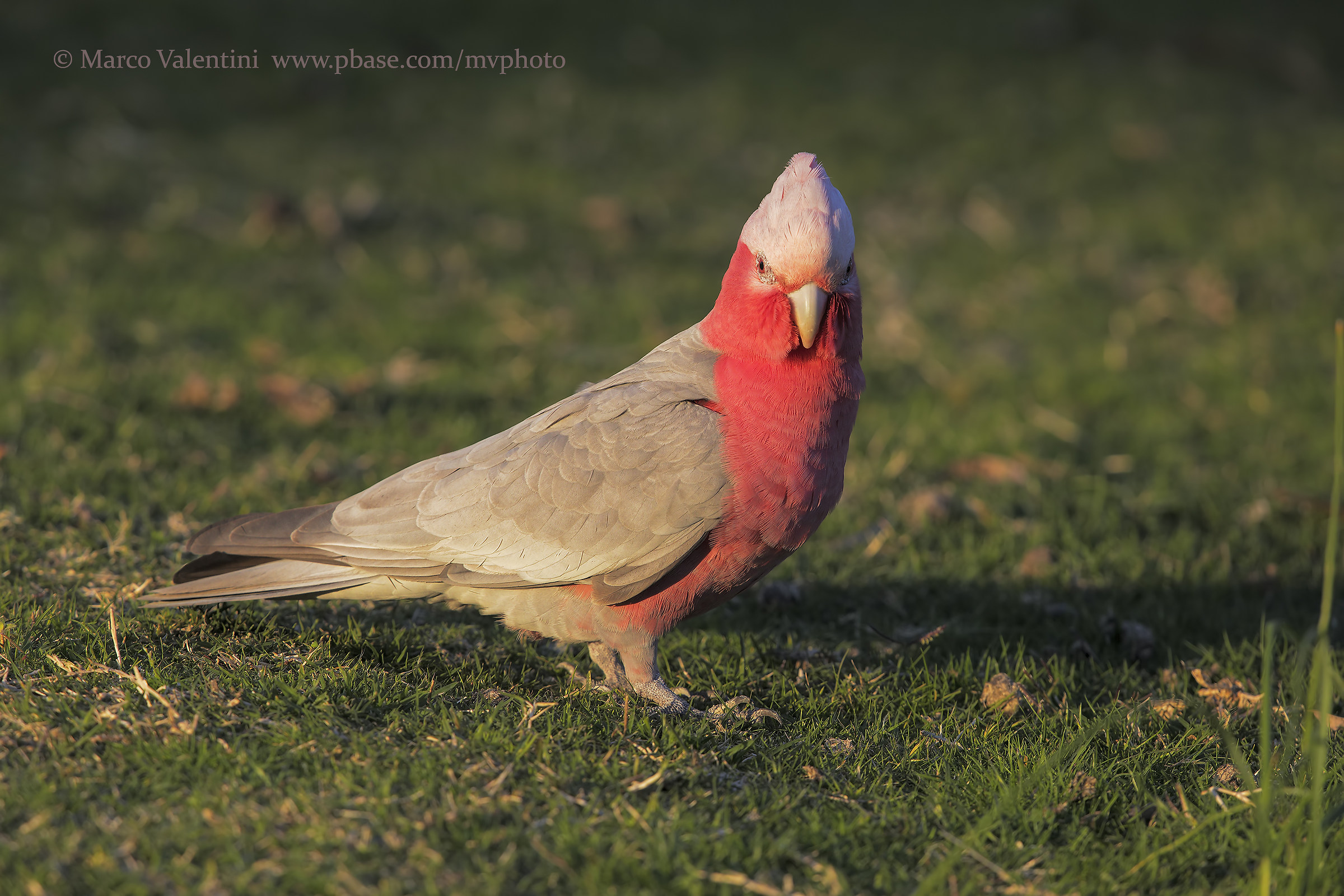 Galah