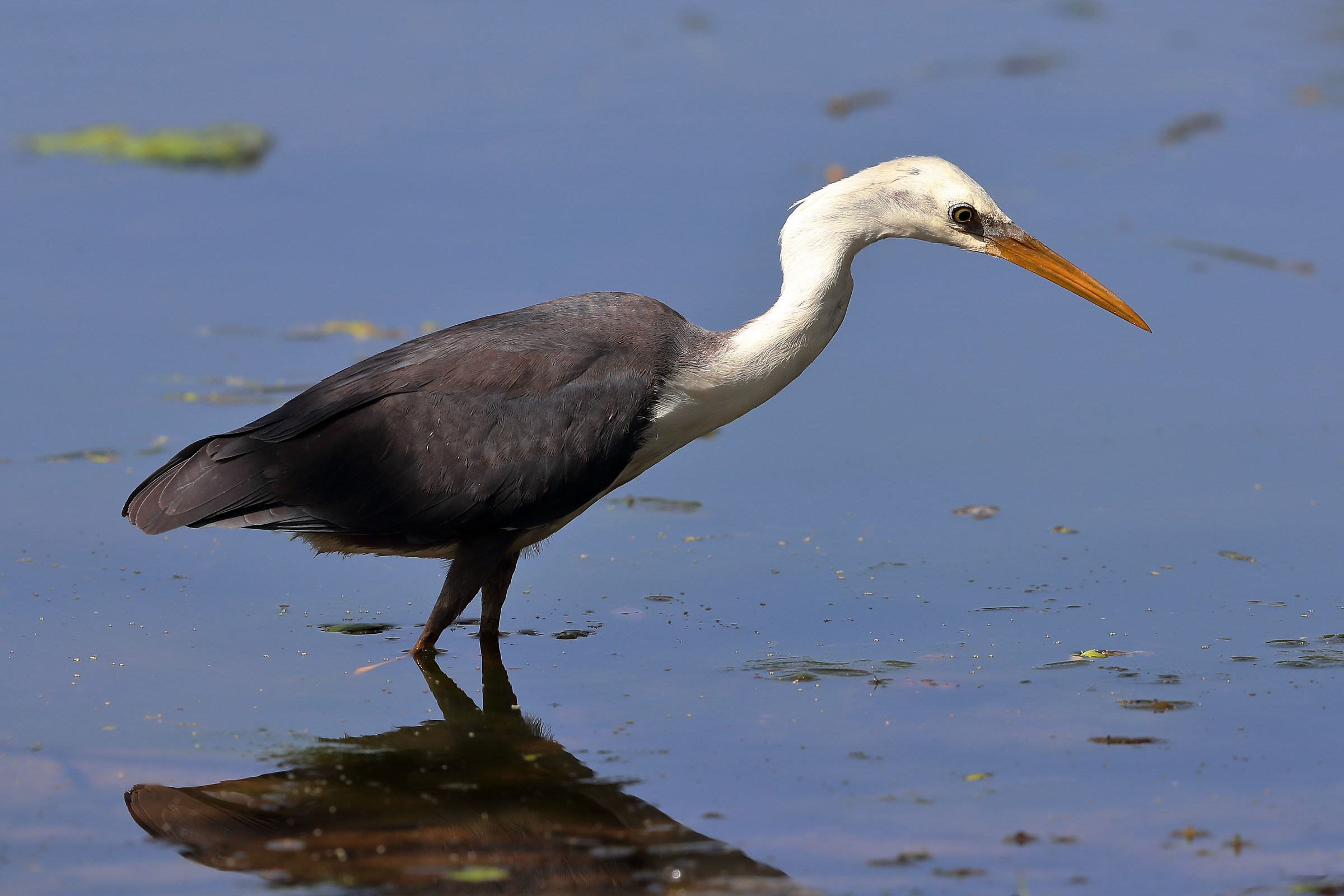 Egretta picata - Airone bianconero