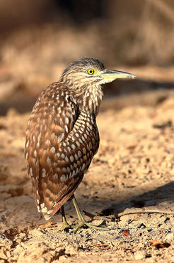 Ixobrychus eurhythmus