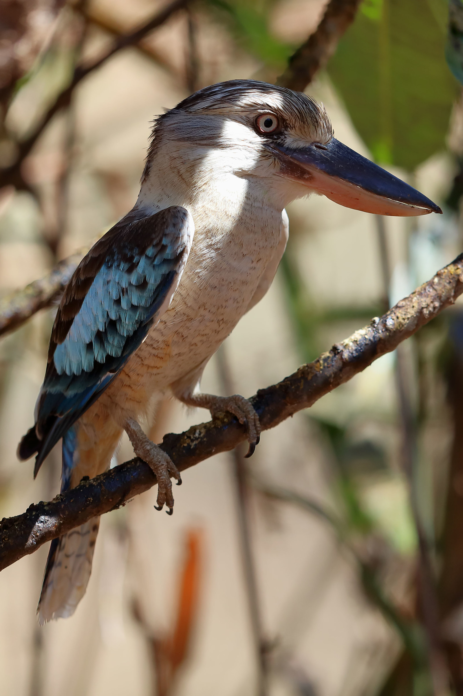 Dacelo leachii - Kookaburra aliazzurre