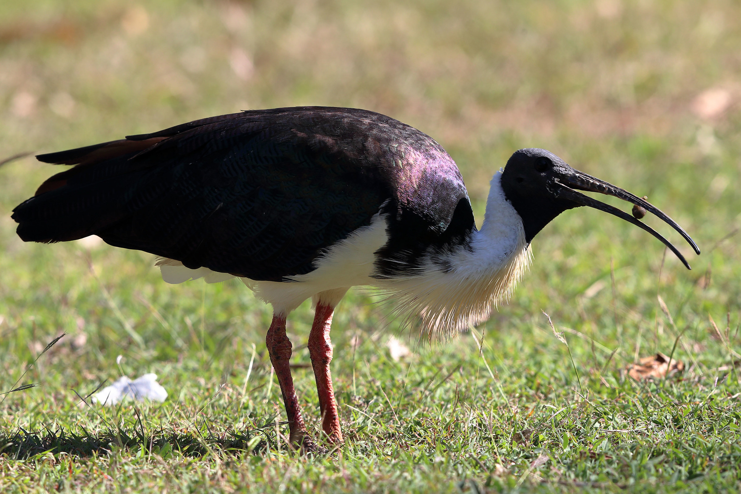 Threskiornis spinicollis - Ibis paglierino