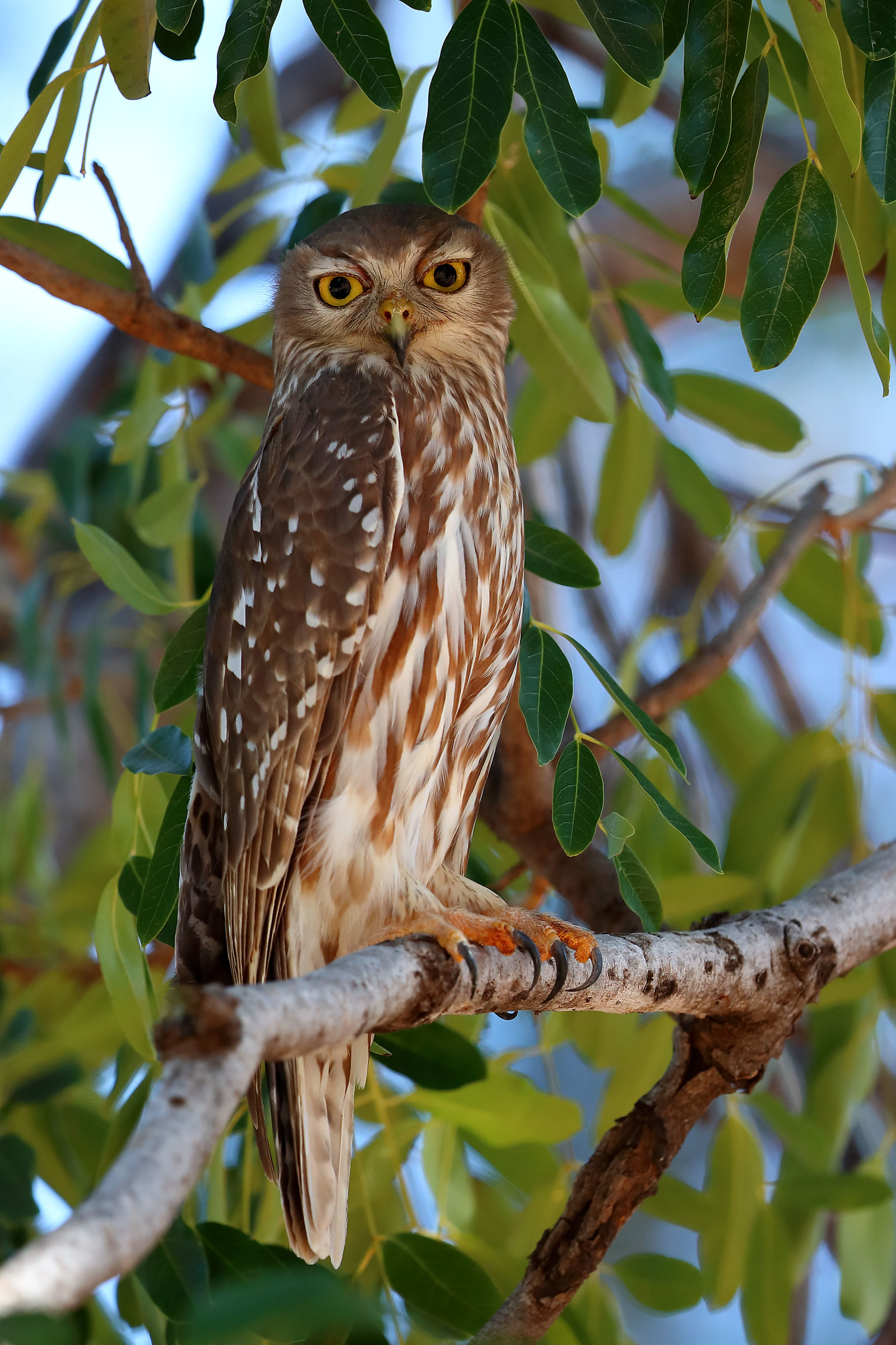 Ninox connivens - Gufastore abbaiante