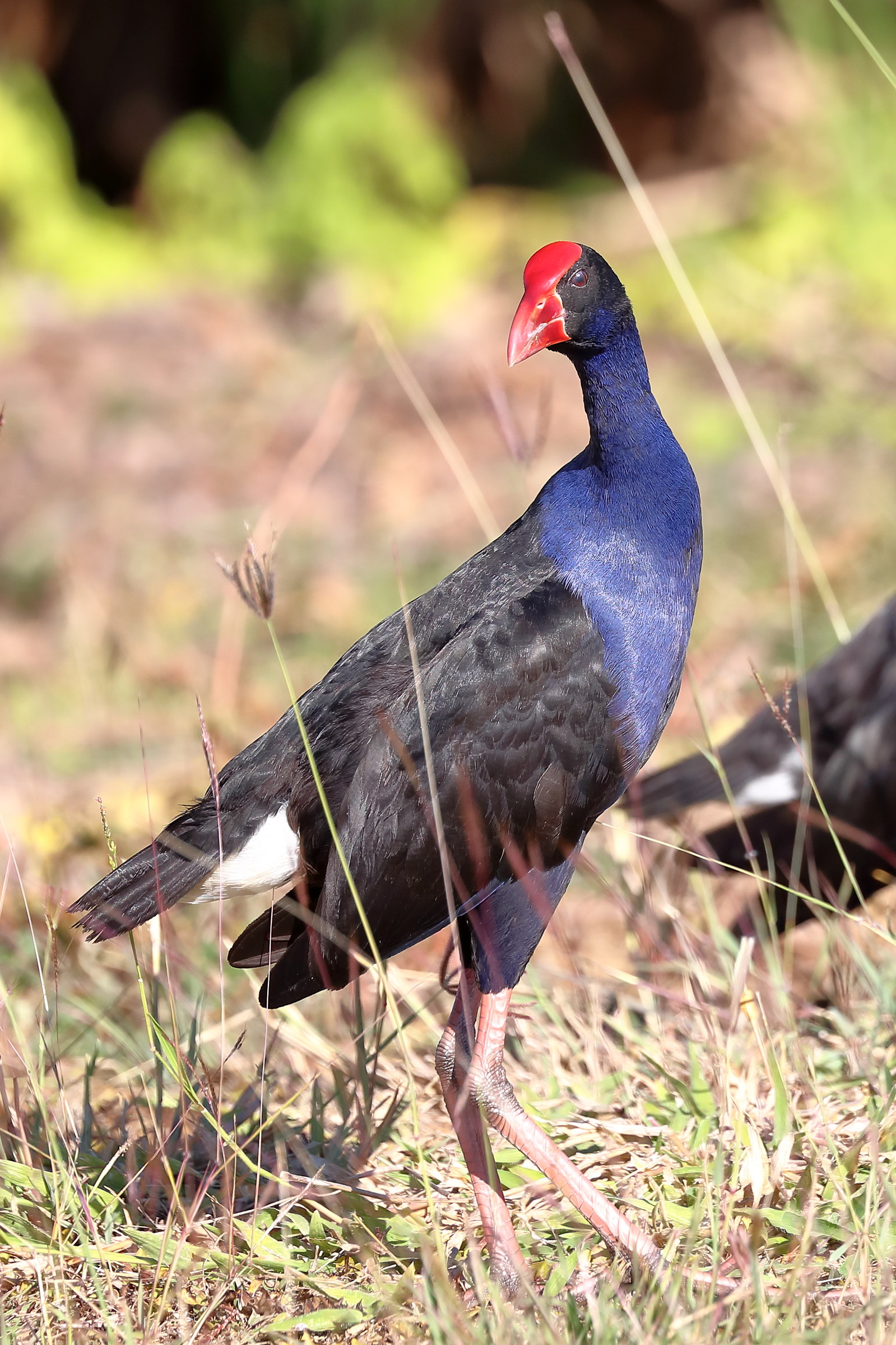 Porphyrio melanotus - Australian swamphen