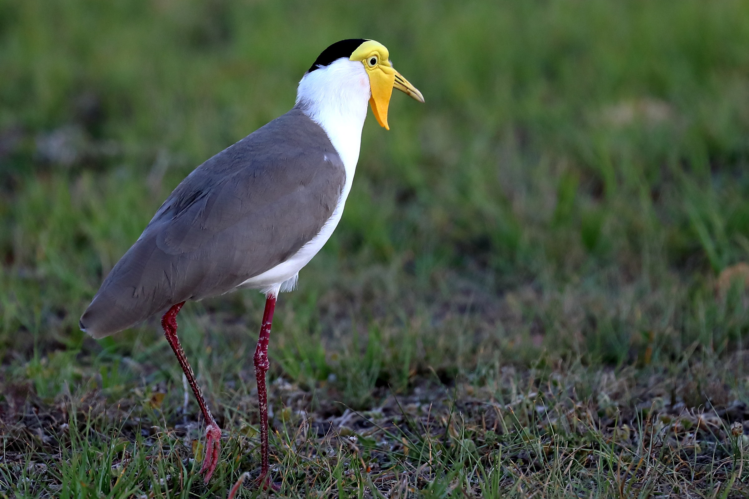 Vanellus miles - Pavoncella mascherata
