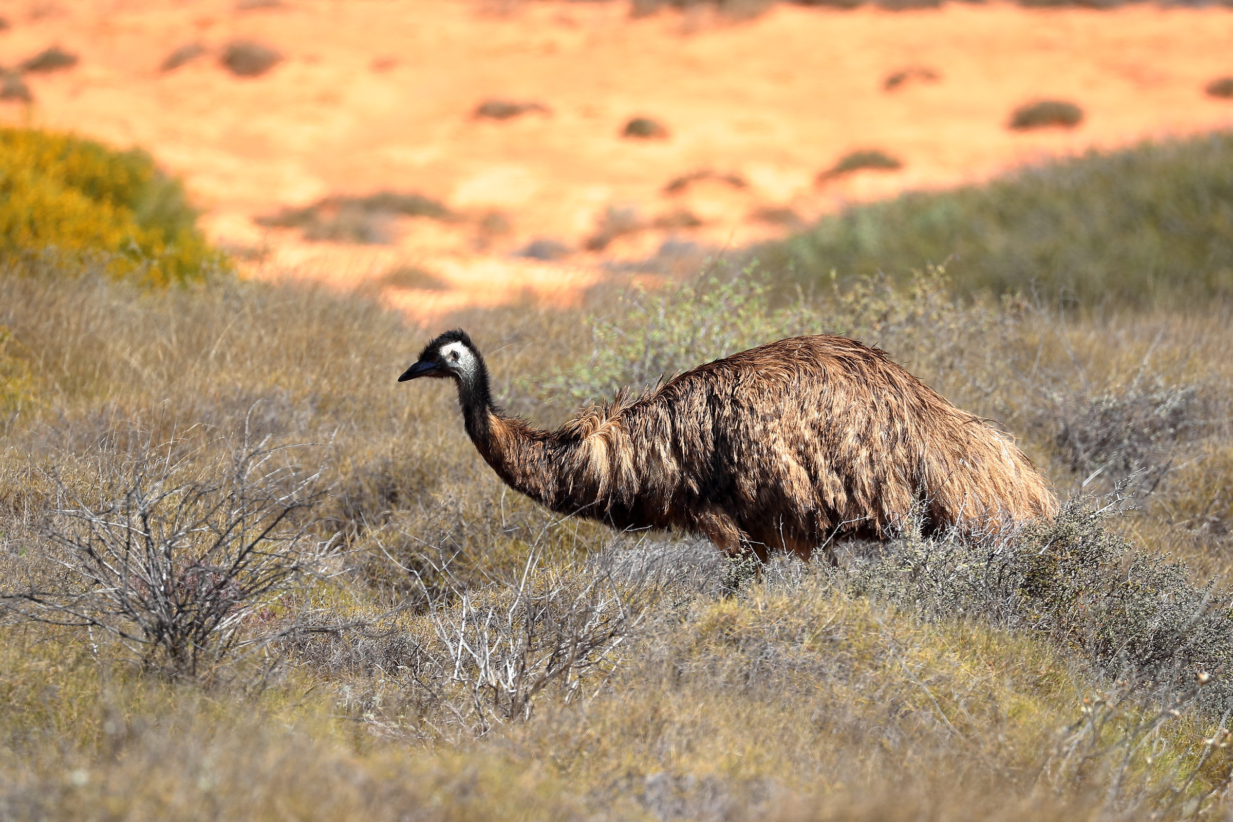 Dromaius novaehollandiae - Emù