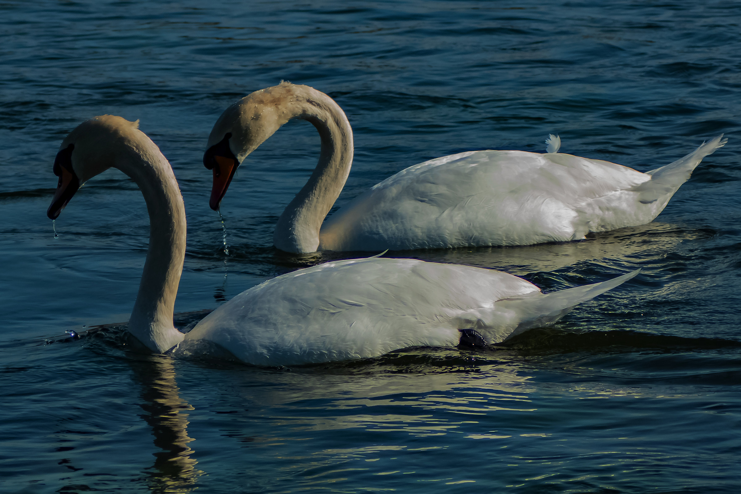 Siamo la copia più bella del mondo