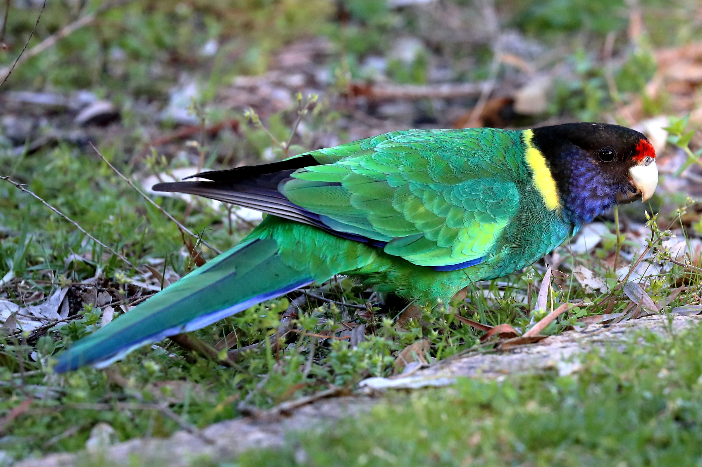 Barnardius zonarius - Pappagallo di Port Lincoln