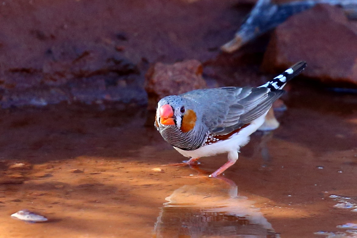 Taeniopygia guttata - Diamante zebrato