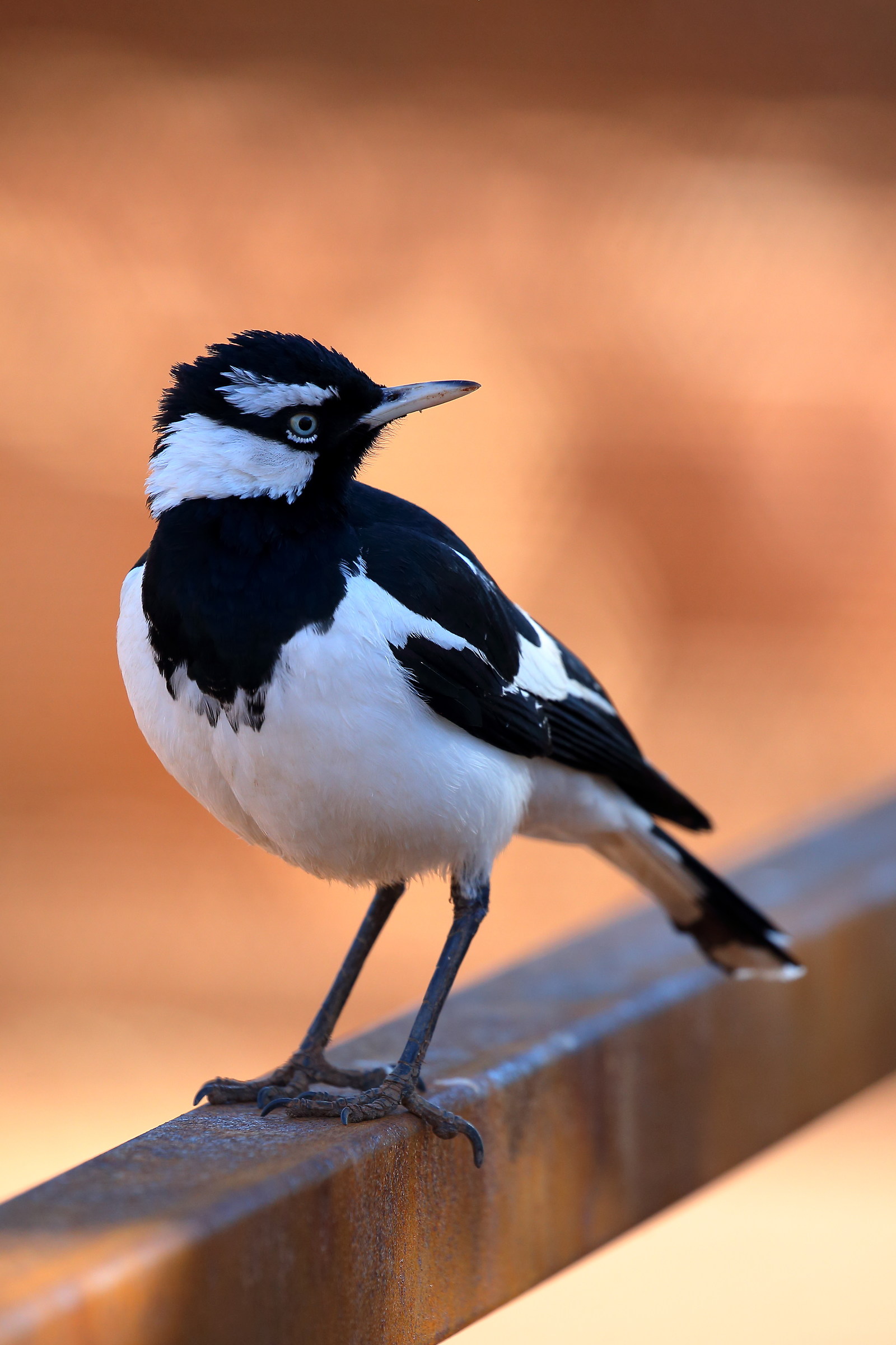 Grallina cyanoleuca - Grallina gazza