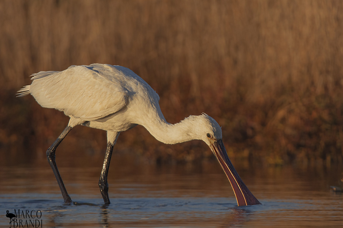Spoonbill