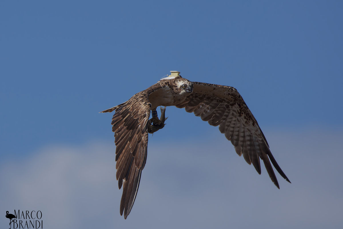 Straight to the target