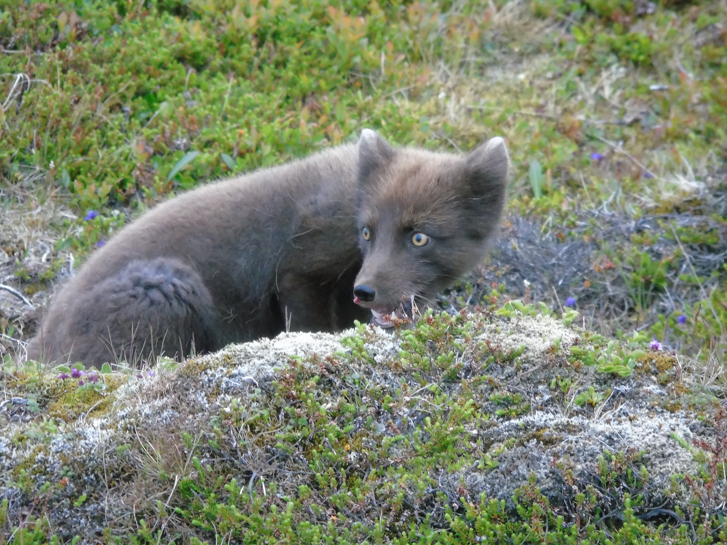 arctic fox