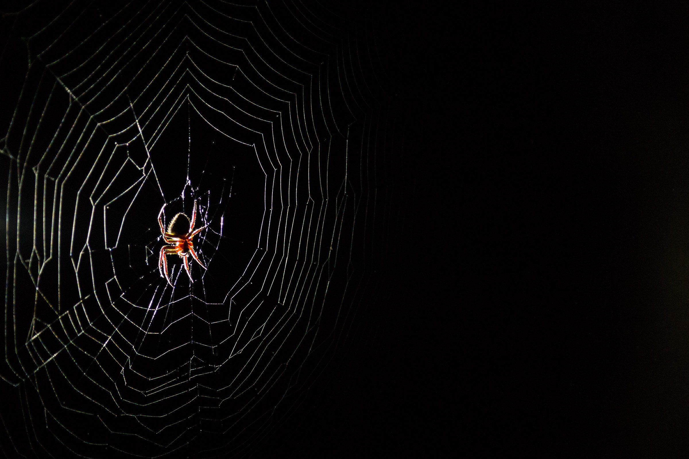 Vita notturna, Parque Madidi