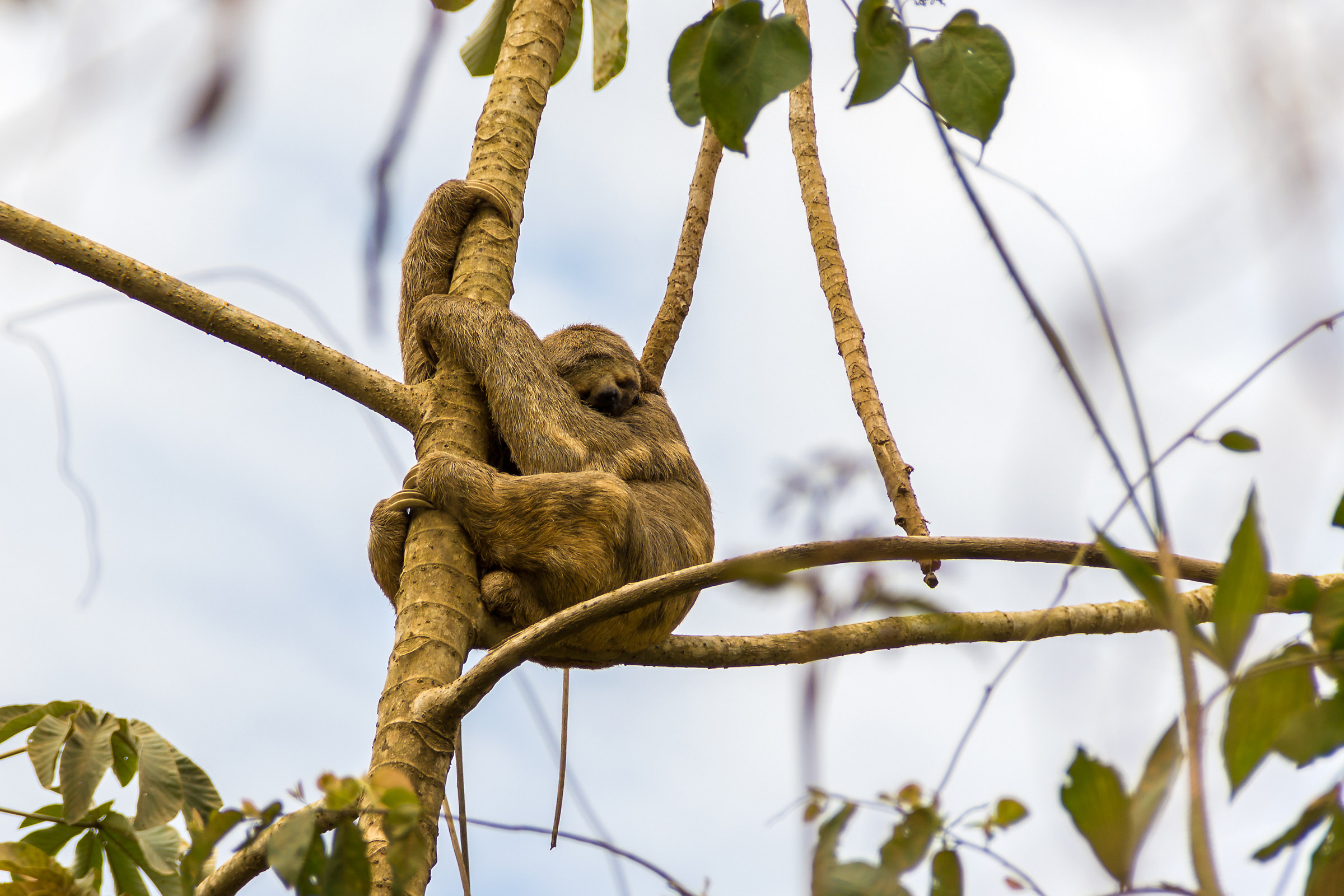 Bradipo, Rurrenabaque