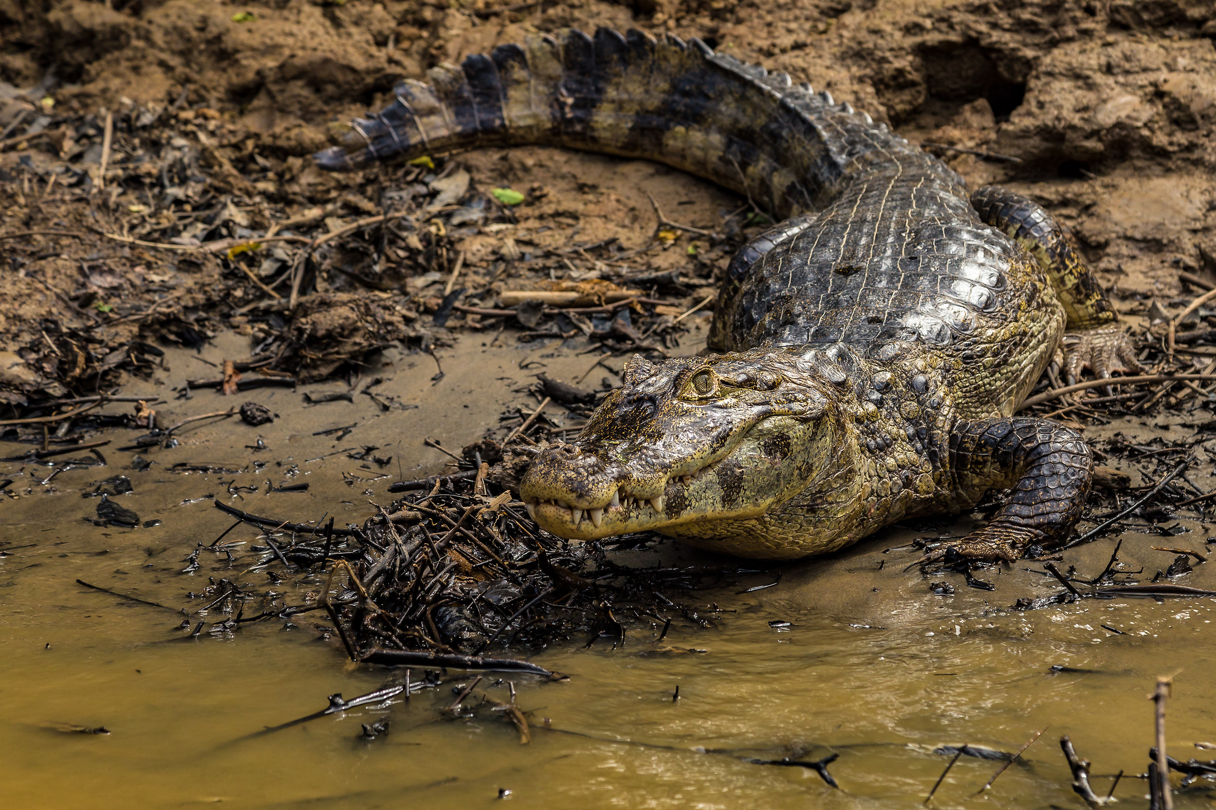 Attesa sulle sponde, Pampas de Rio Yacuma