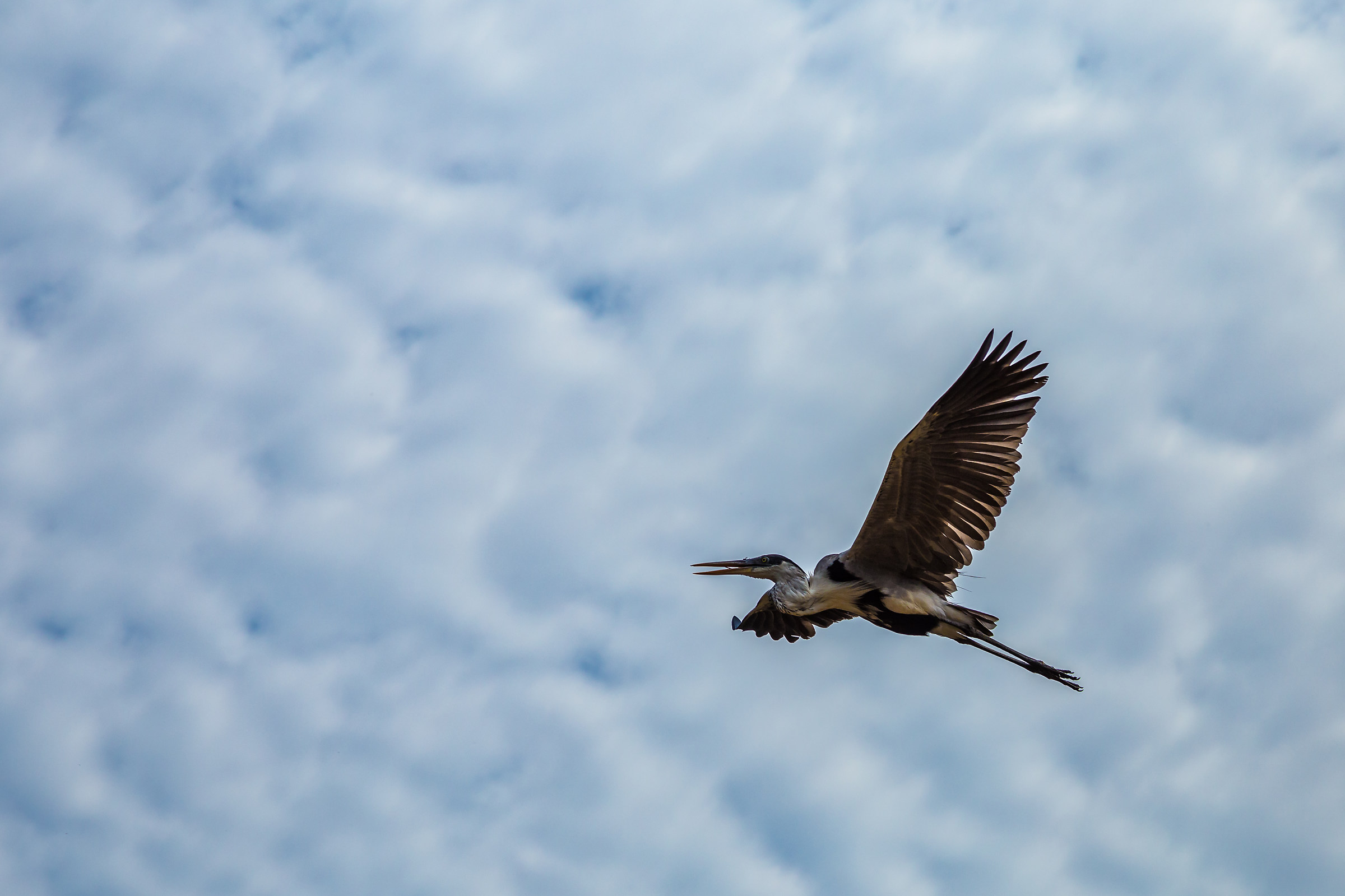 Volo di cicogna, Pampas de Rio Yacuma