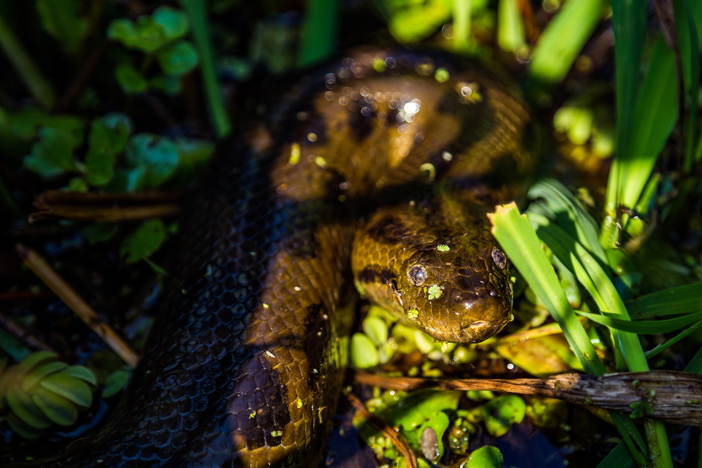 Anaconda, Pampas de Rio Yacuma