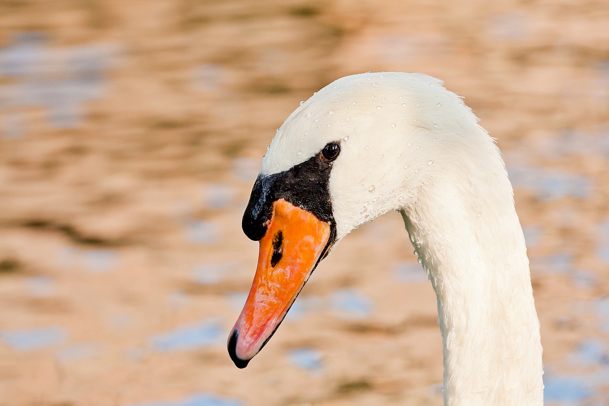 I attracted the attention