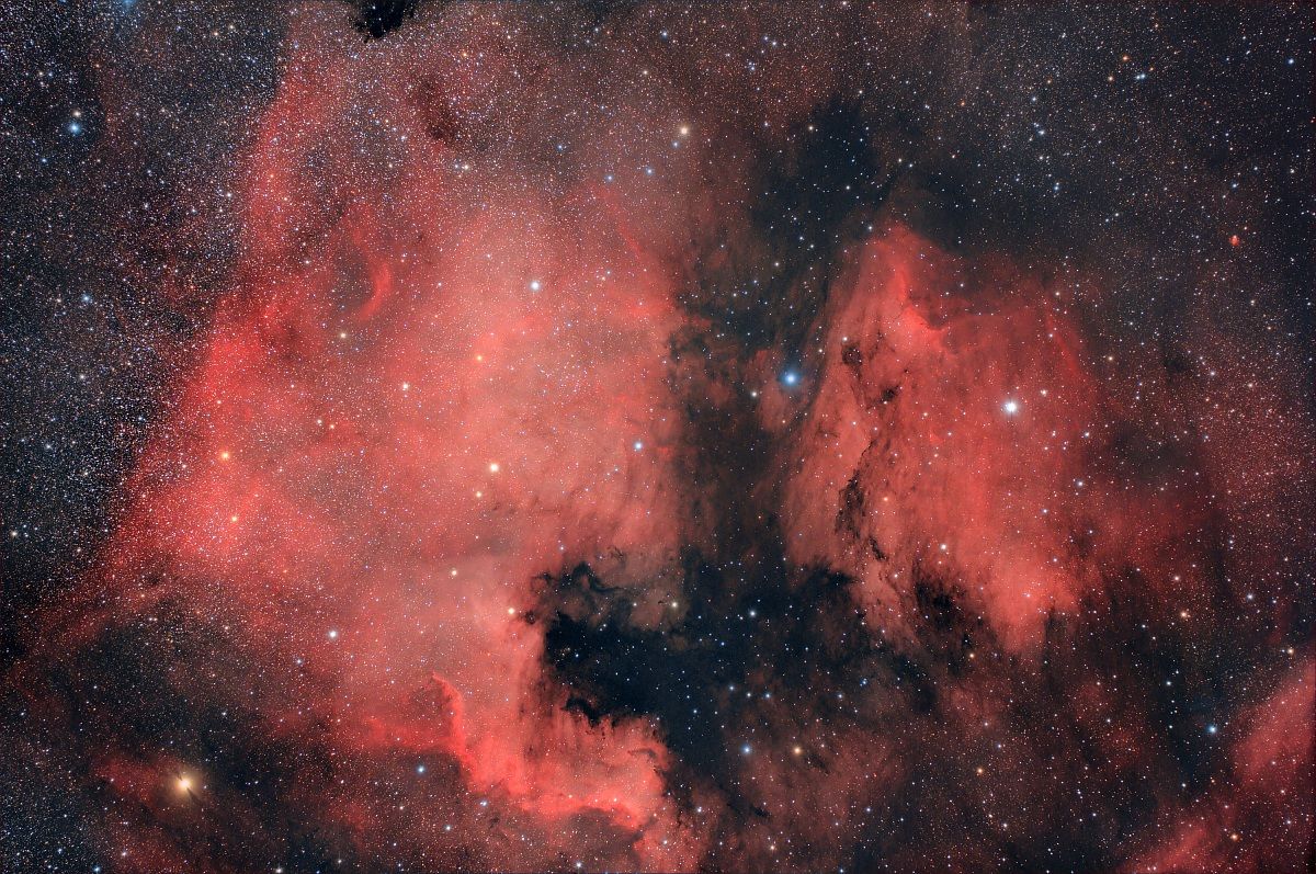 Nord America Pellicano