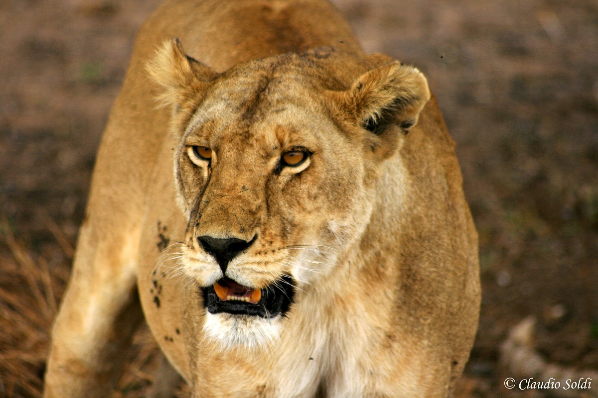 Serengeti - Leonessa