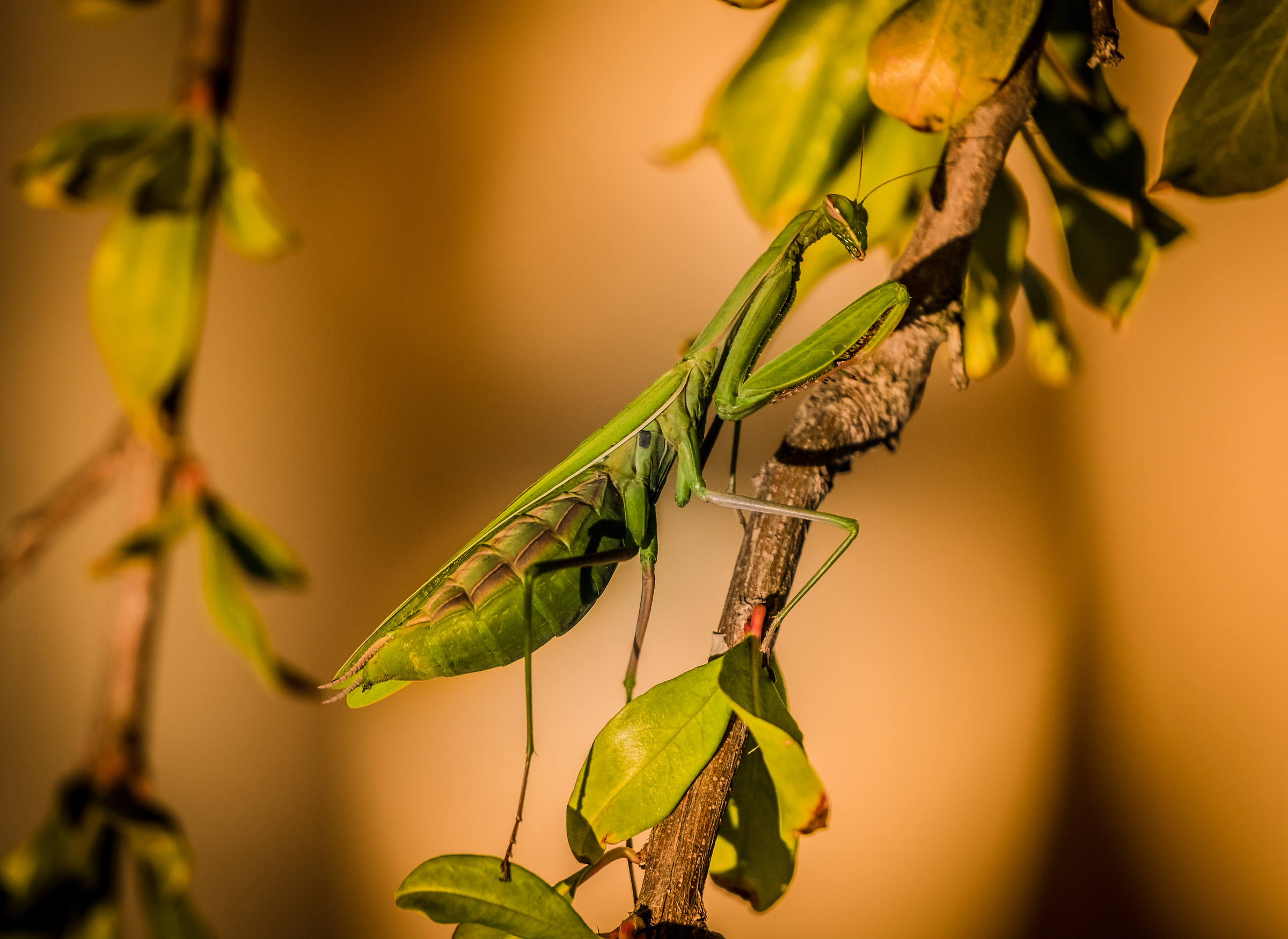 the Amantide ... !!!