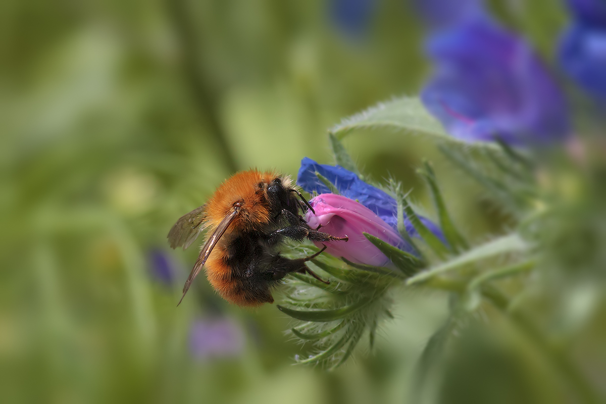 Simple bee ... I think