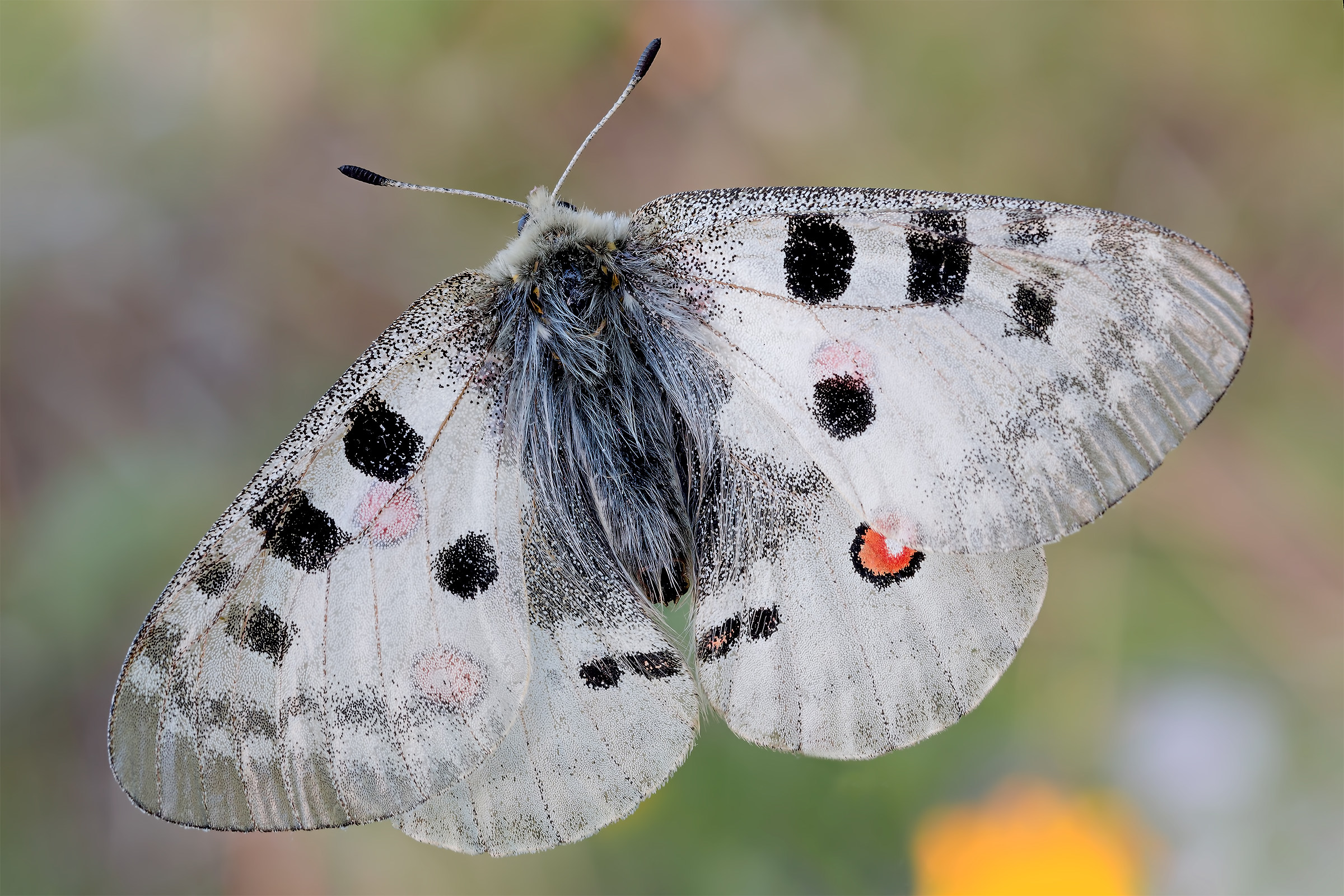Parnassius Apollo