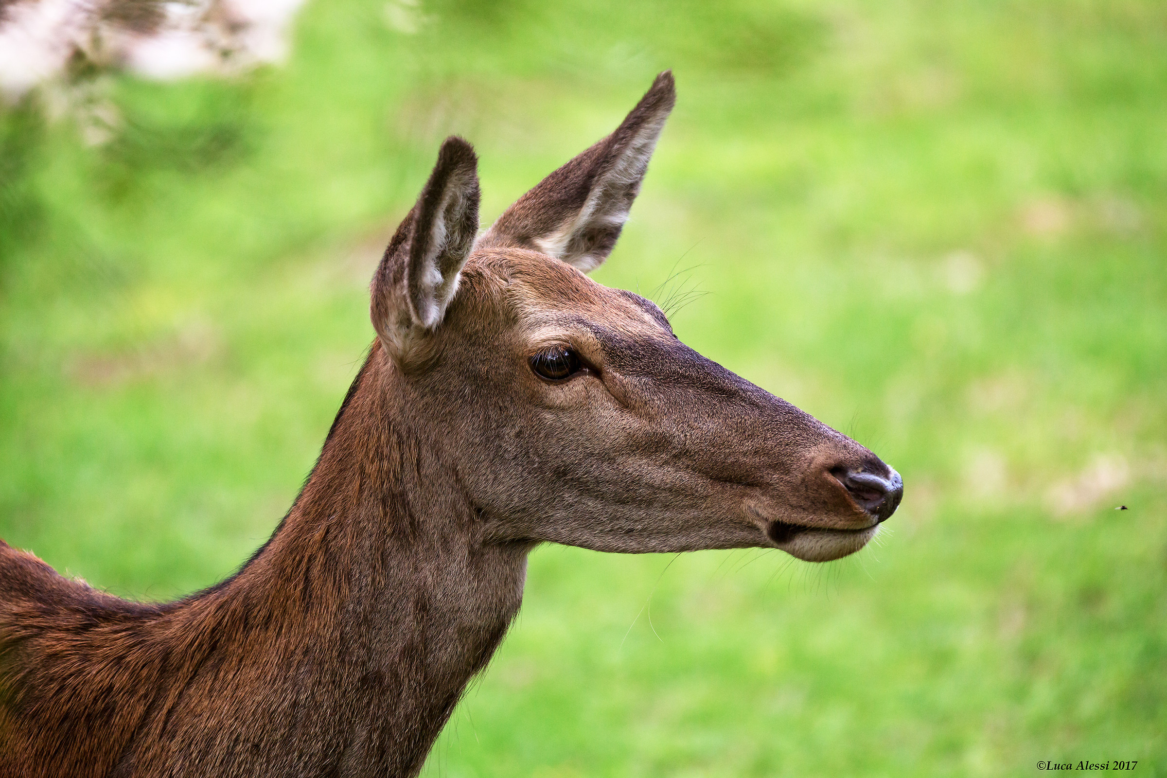 Una bellissima cerbiatta