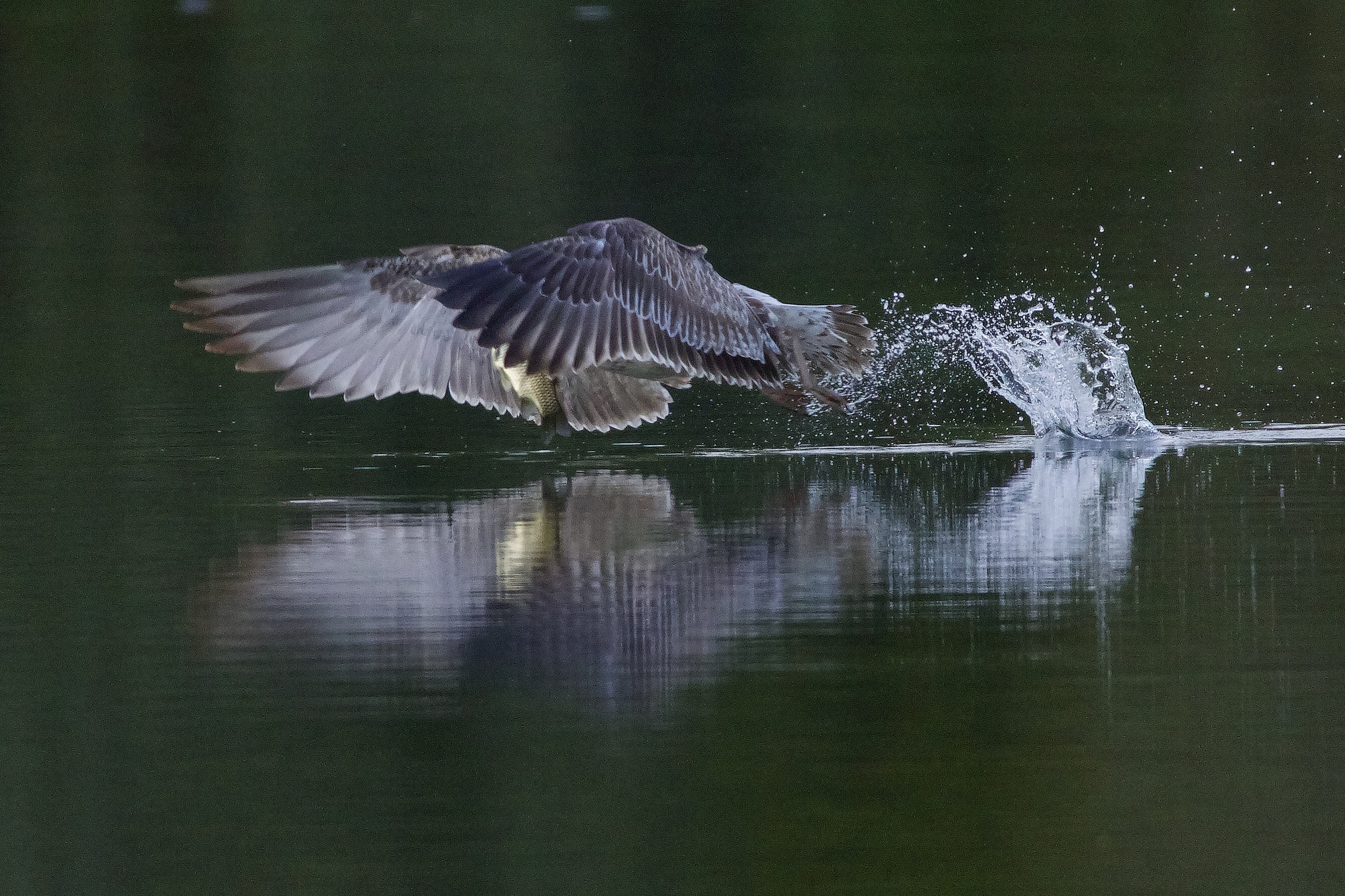 fishing gull