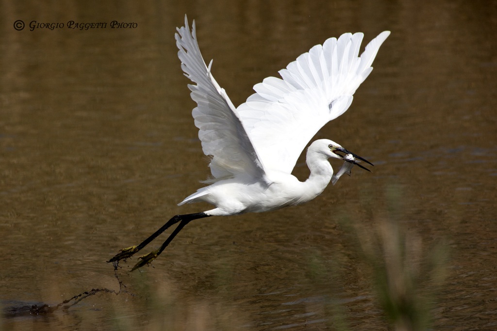 Egret