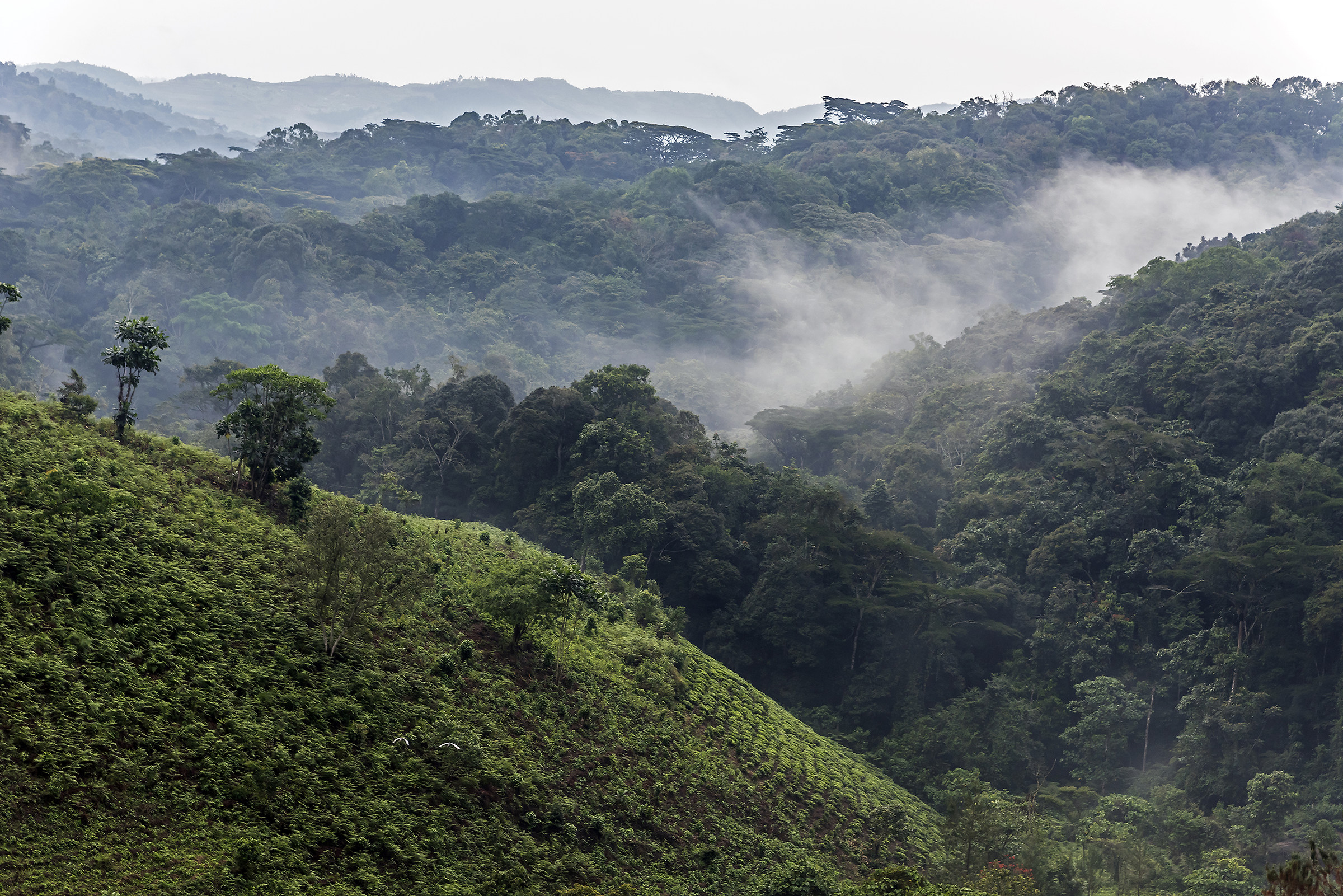 Tra foresta e coltivazioni