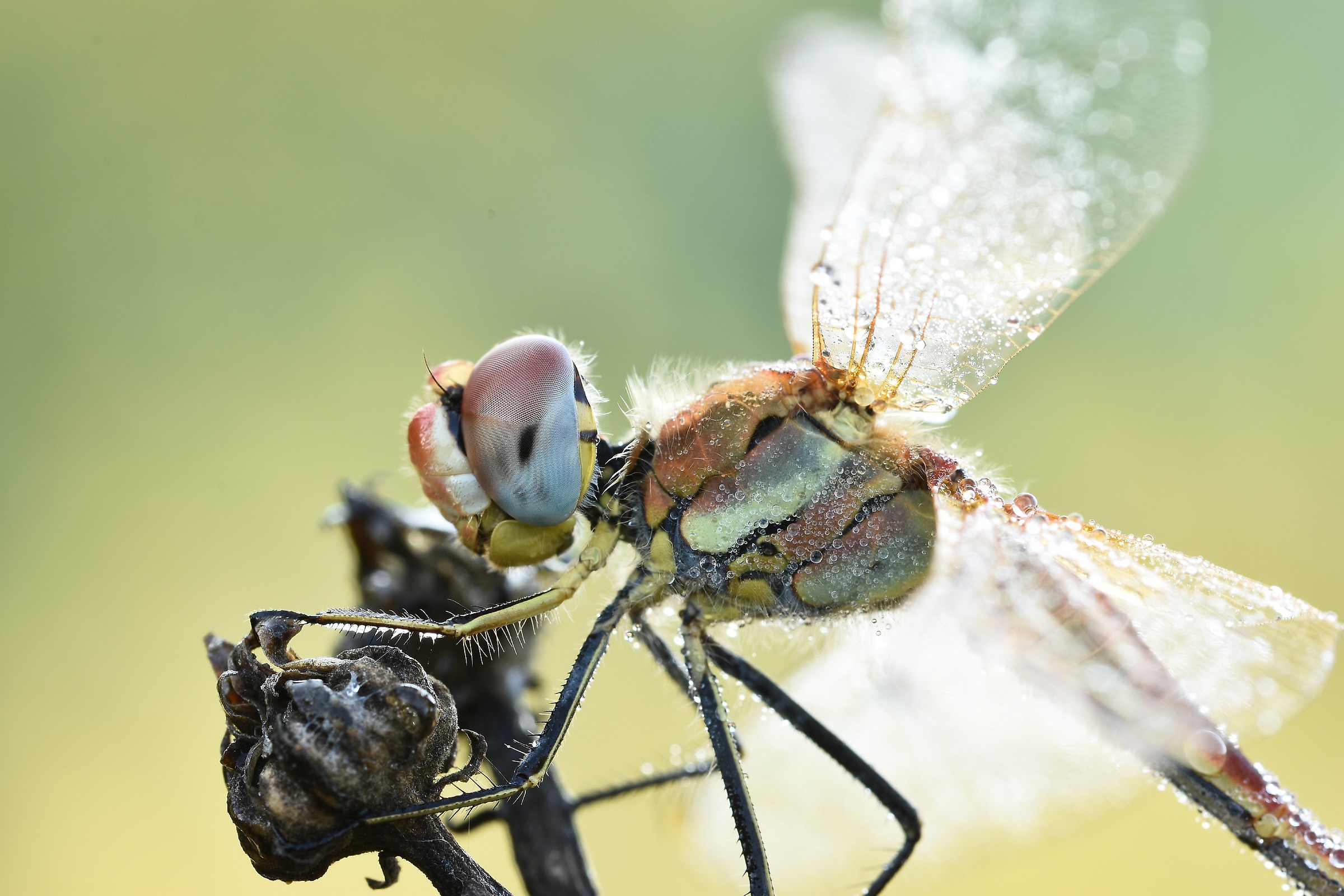 Dettaglio di Sympetrum fonscolombii