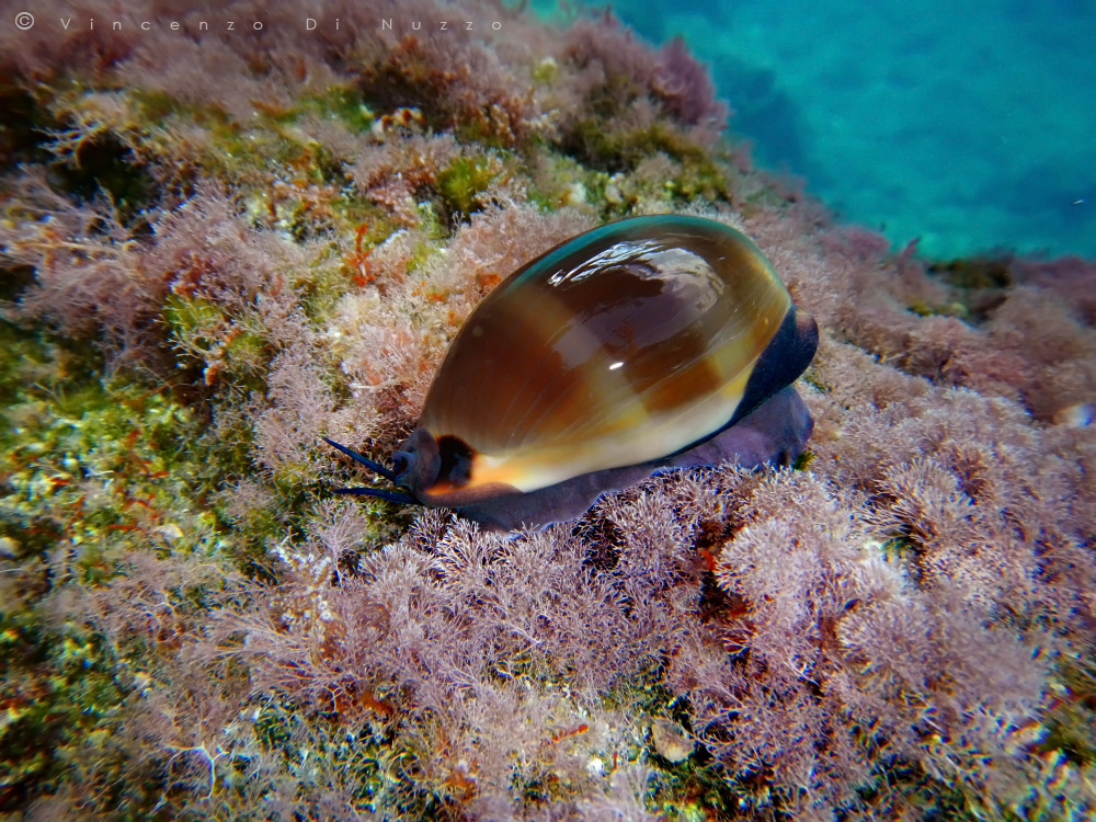 Cyprea Mediterranean