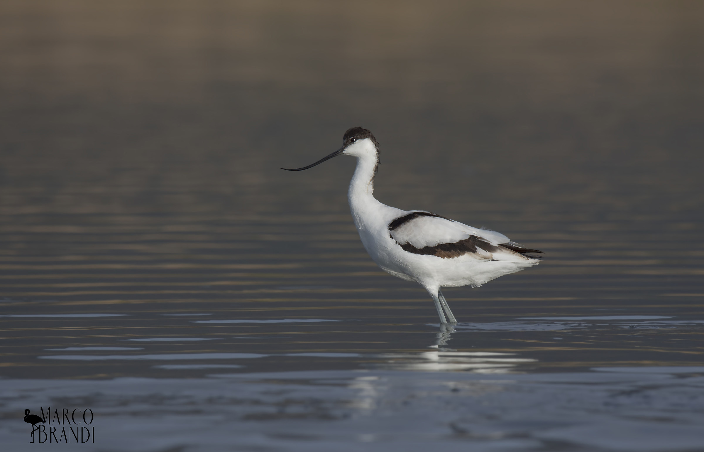 Avocet