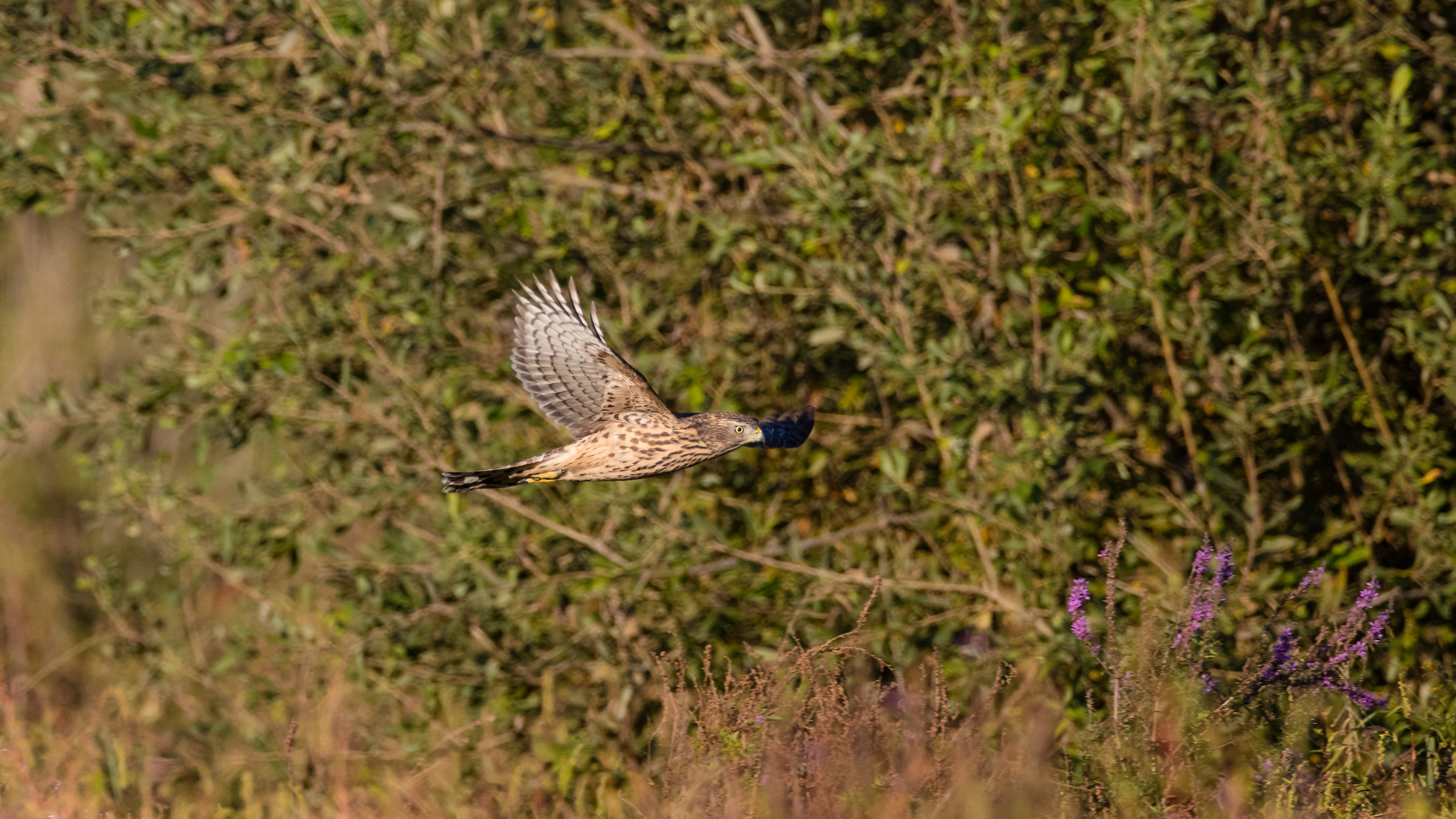 The dread of the swamp