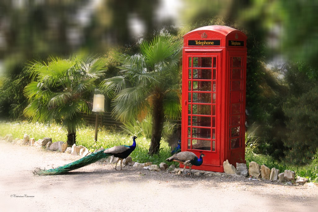 Adesso basta...compriamoci un cellulare!