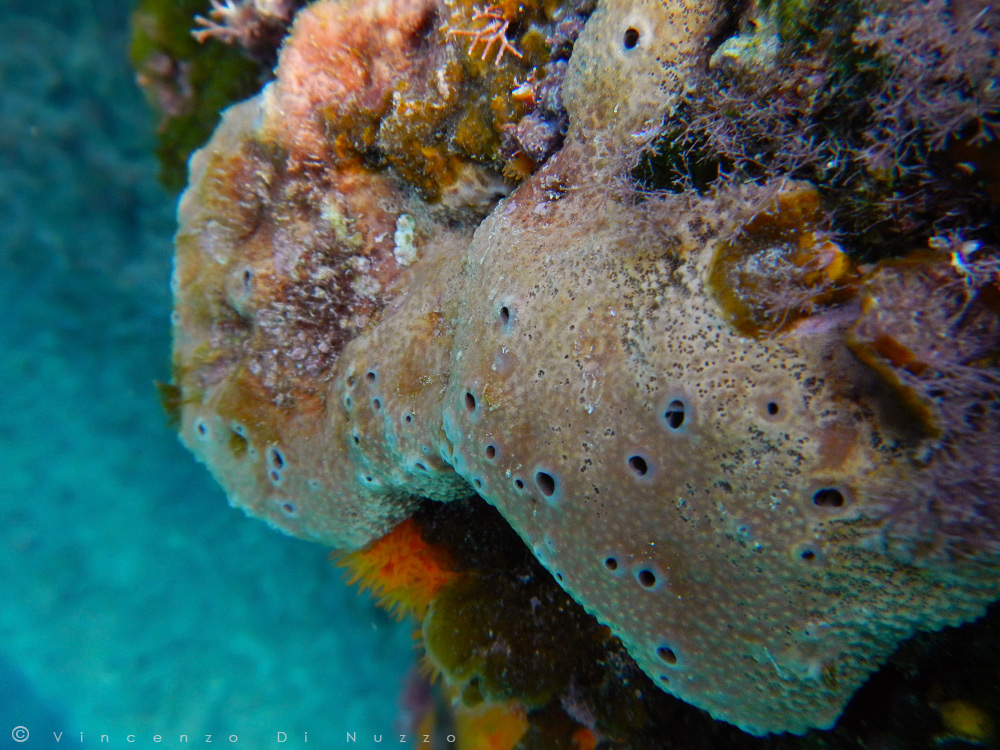 encrusting sponge