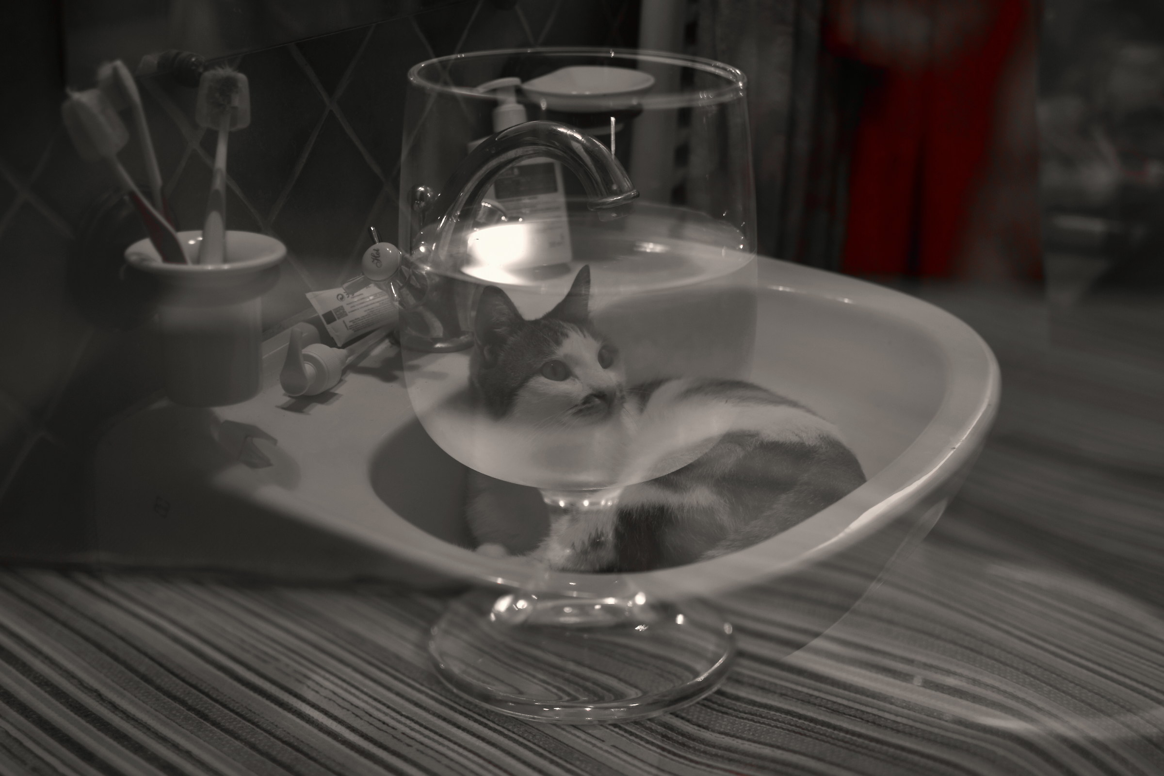 the cat's cat and the sink