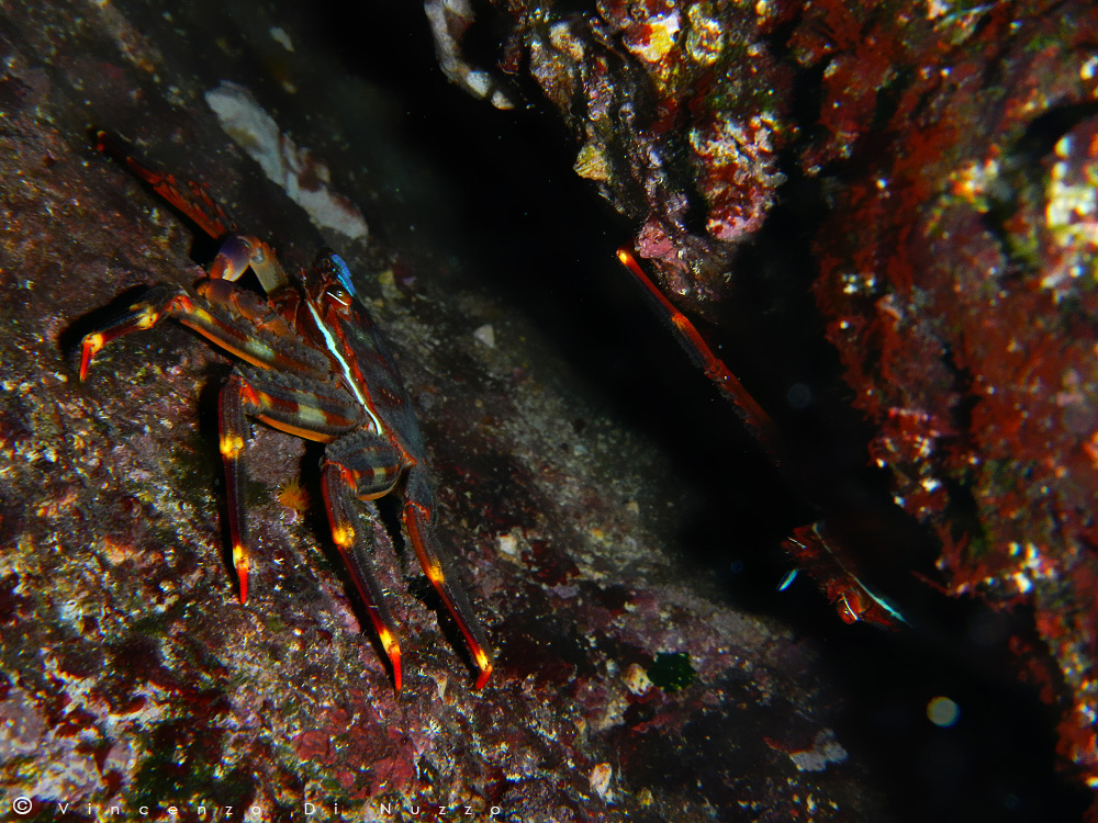 granchio atlantico corridore