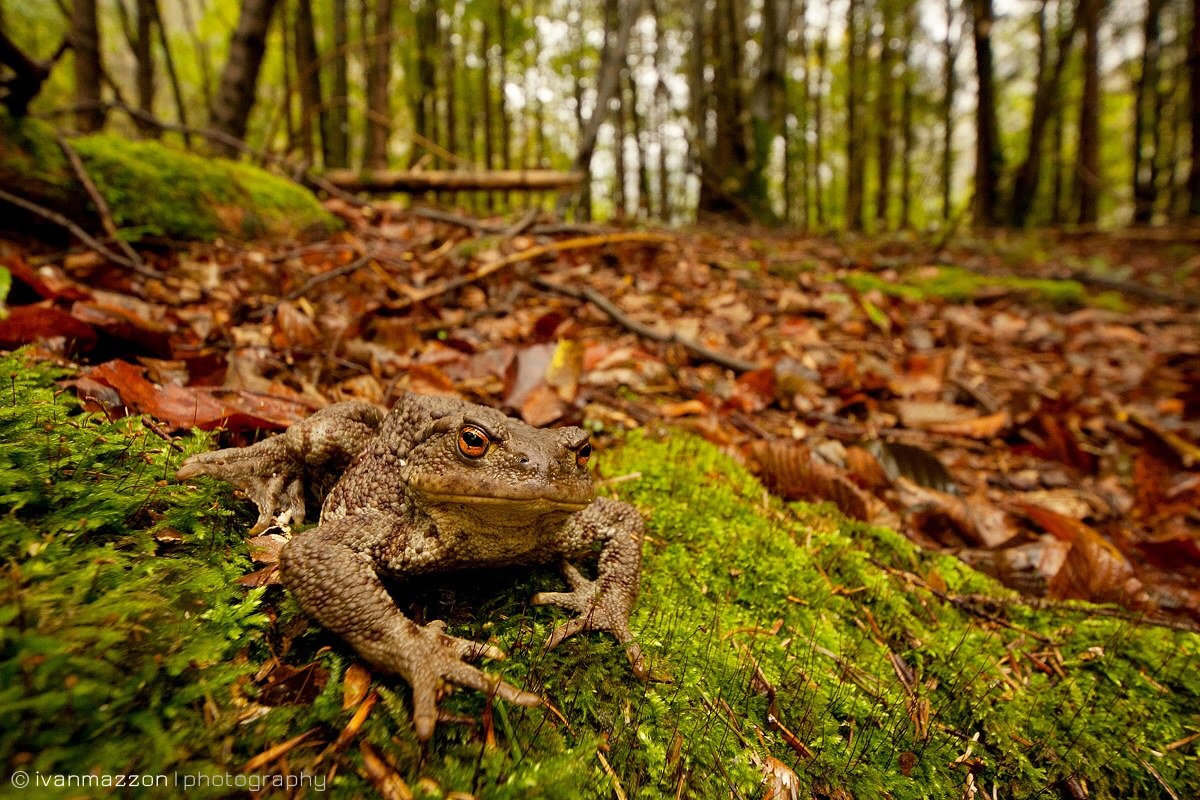 Common toad