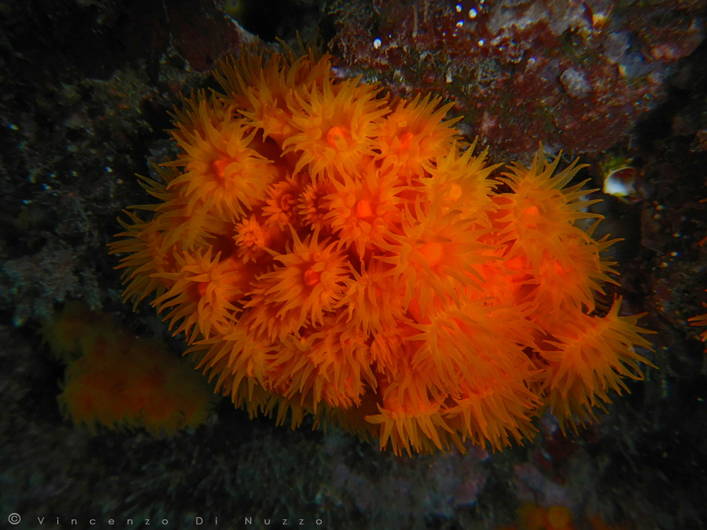 Astroides calycularis