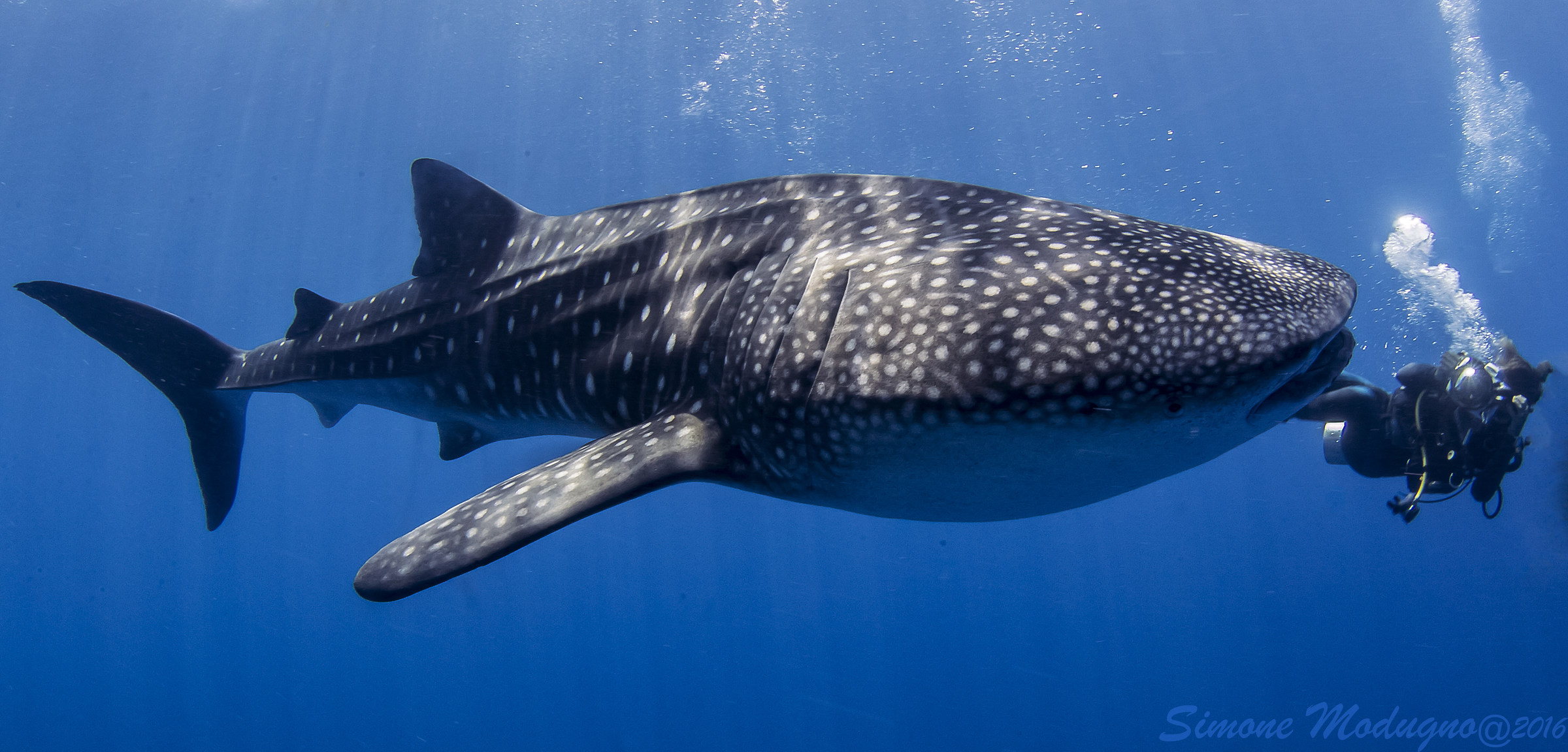Rhincodon typus - Maldives