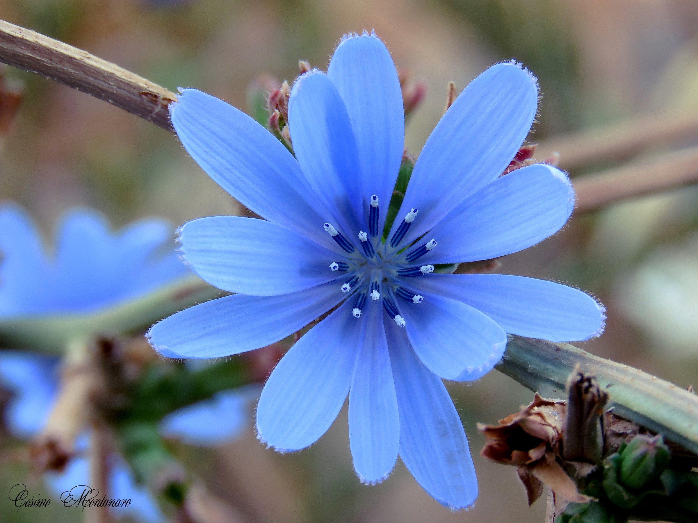 Cichorium intybus
