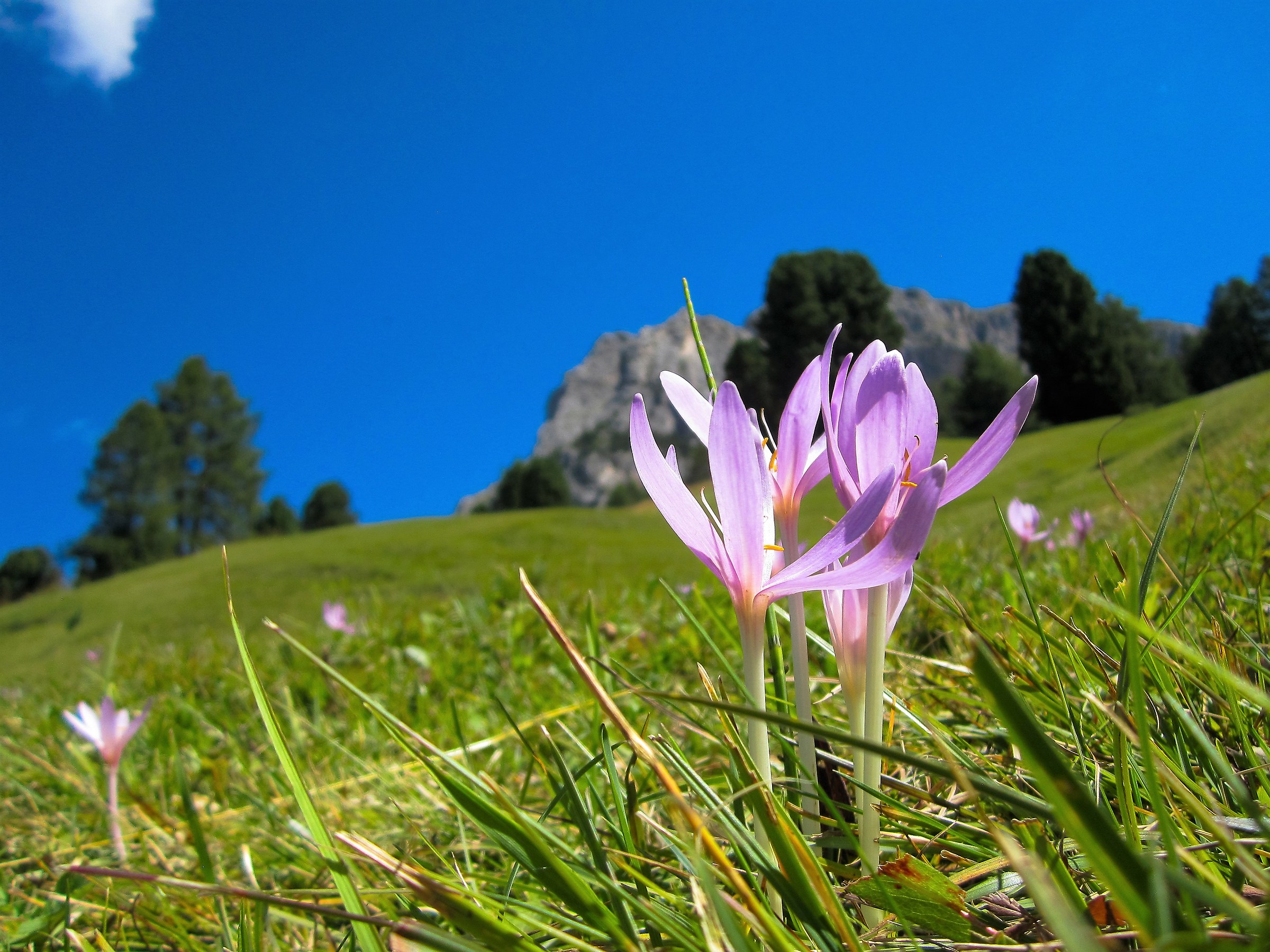 Flowering at the Siusi Mountains