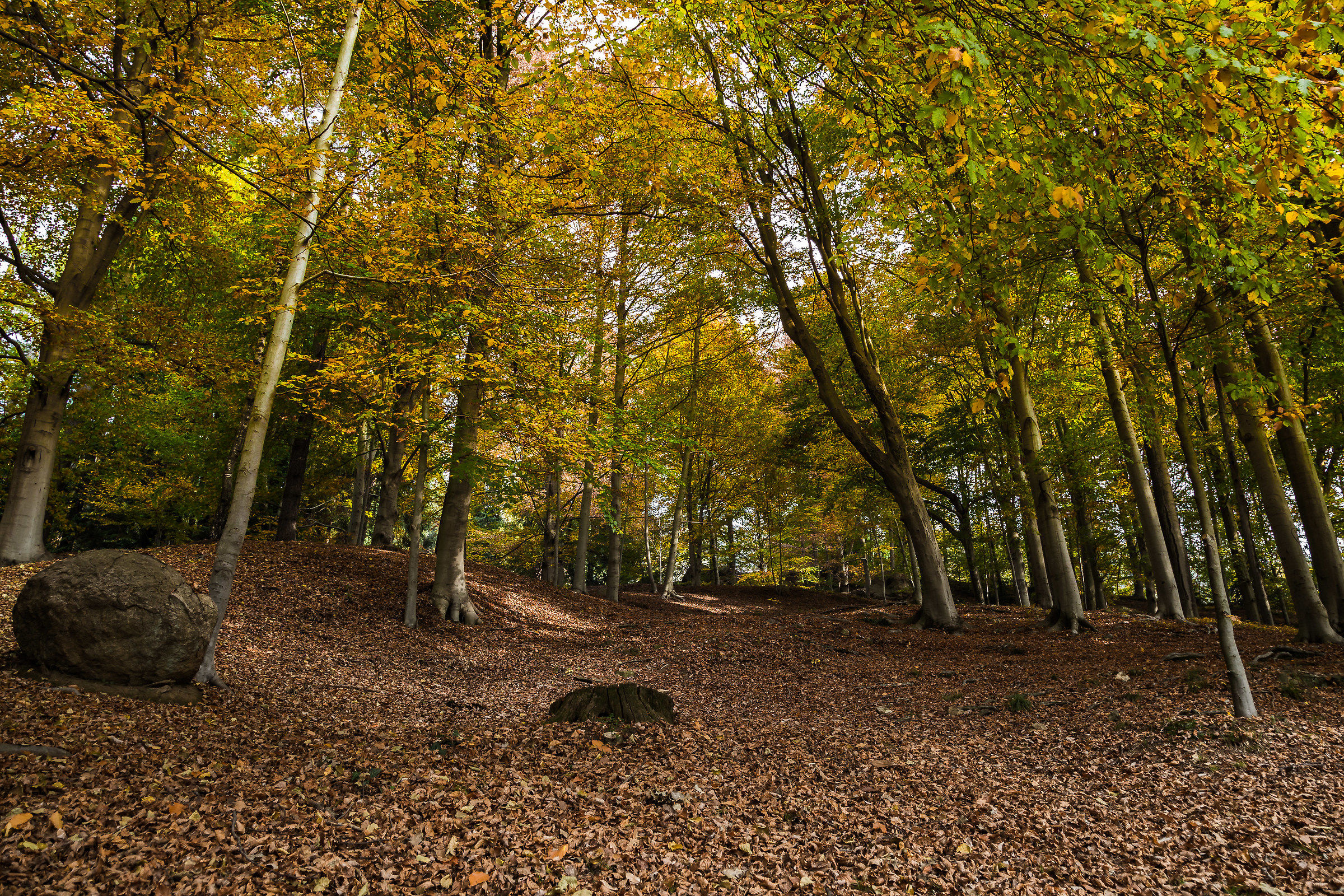 Autunno in Burcina, Pollone