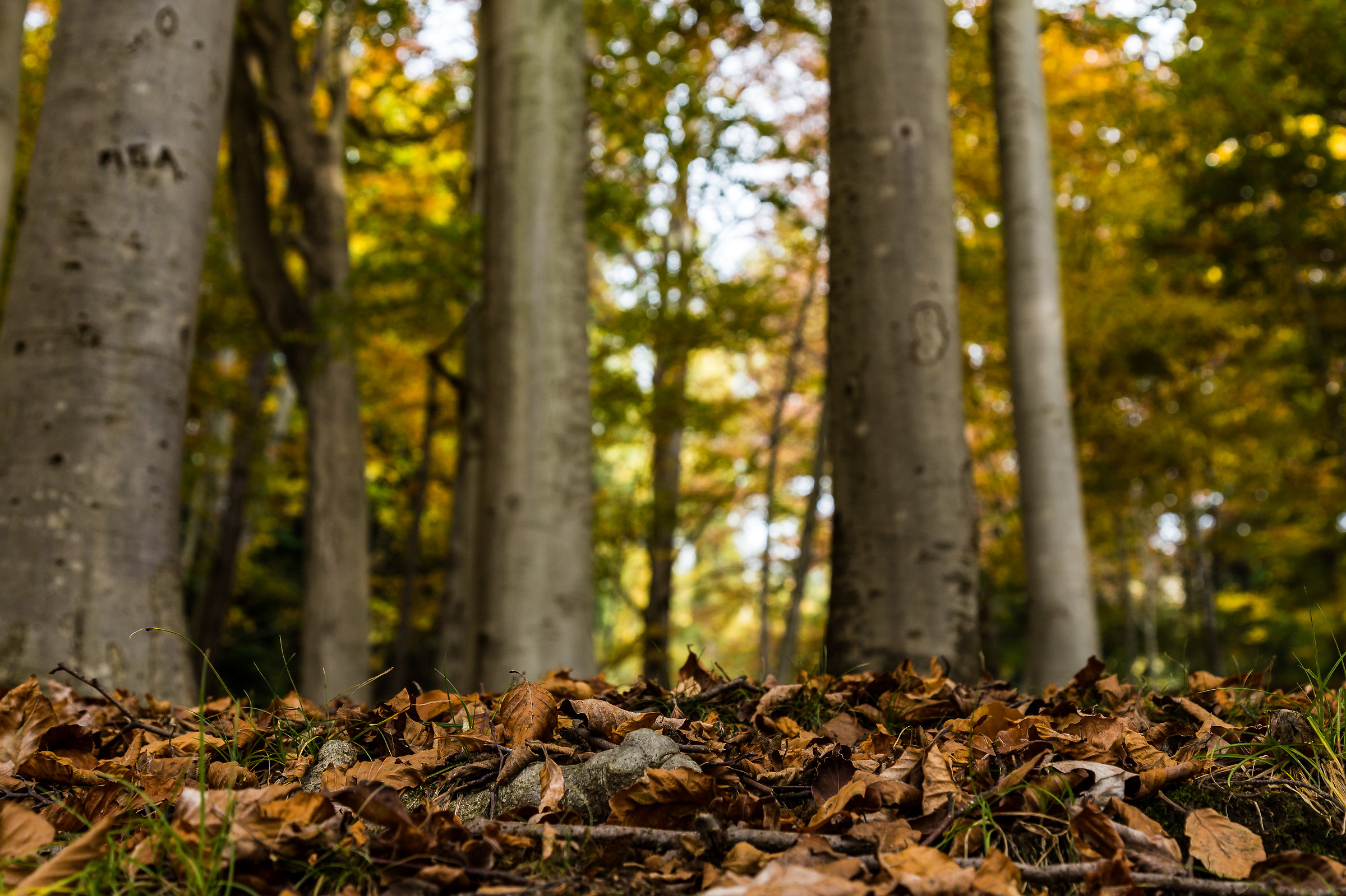 Autunno in Burcina, Pollone