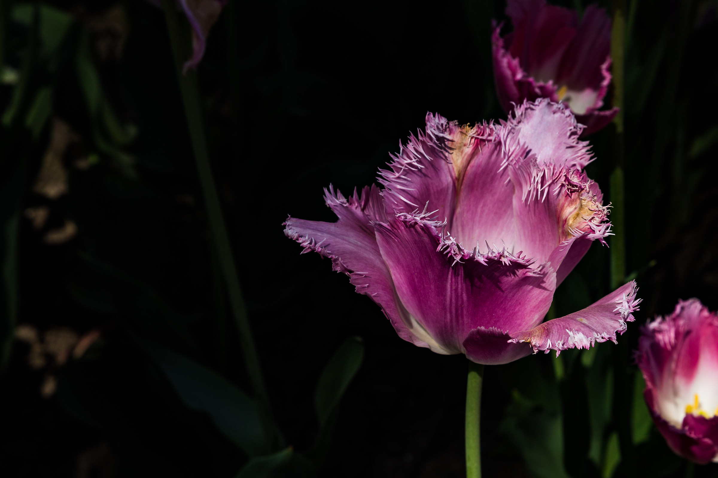 Tulipani a Villa Taranto, Verbania