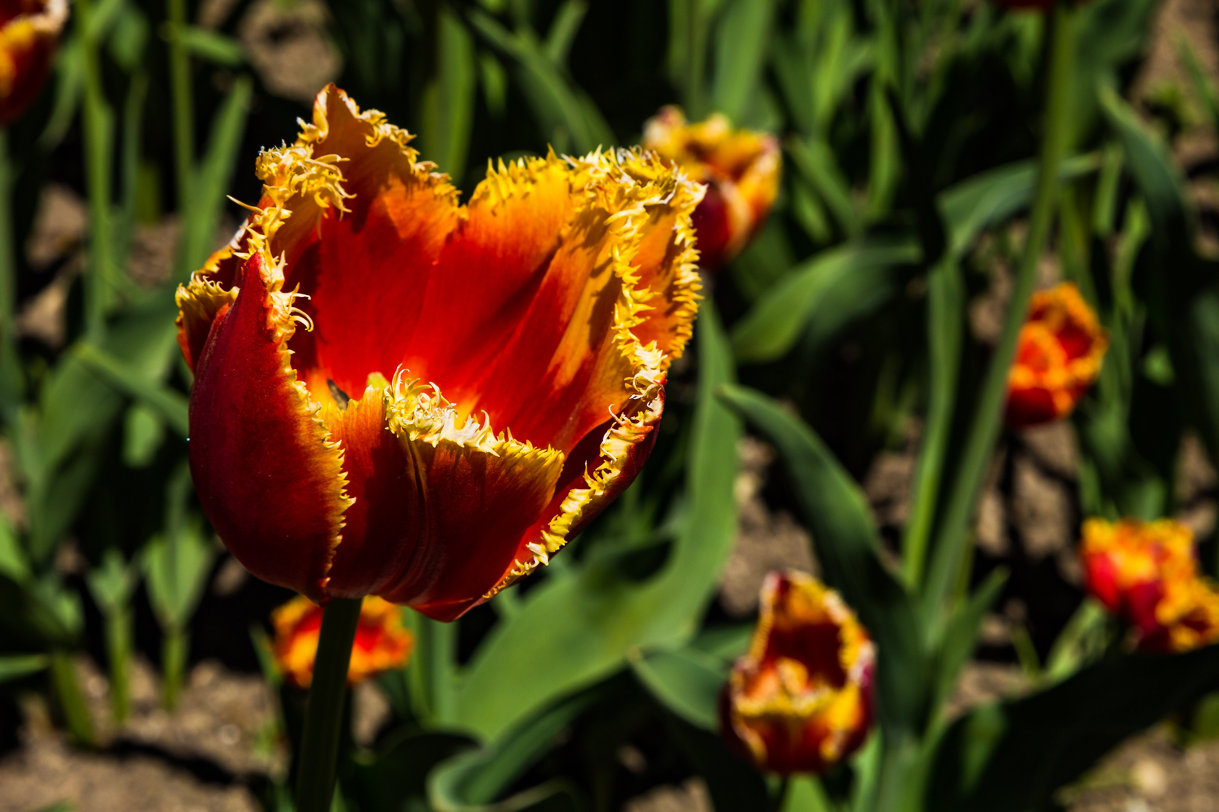 Tulipani a Villa Taranto, Verbania