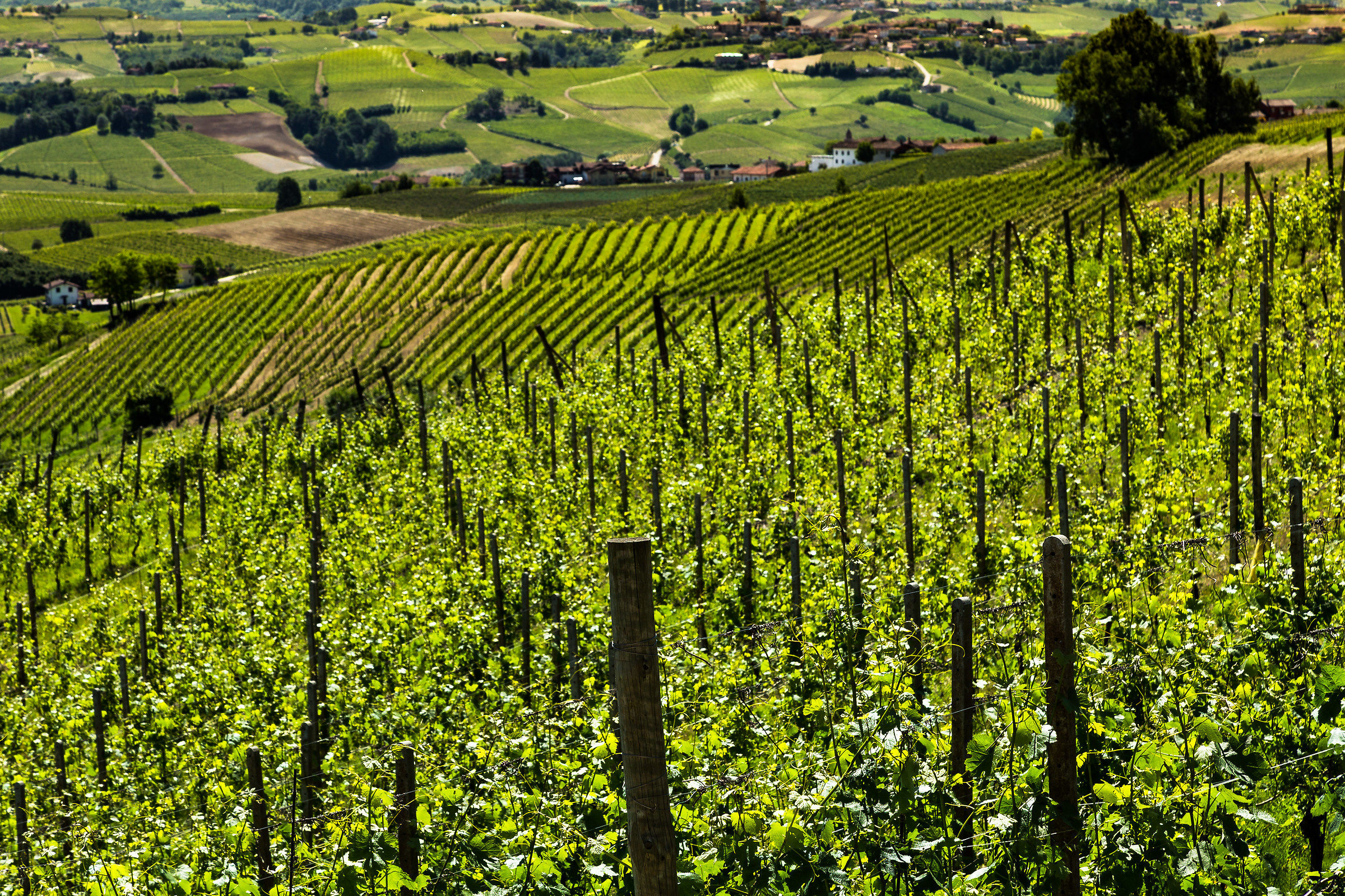 I vigneti del Barolo, La Morra