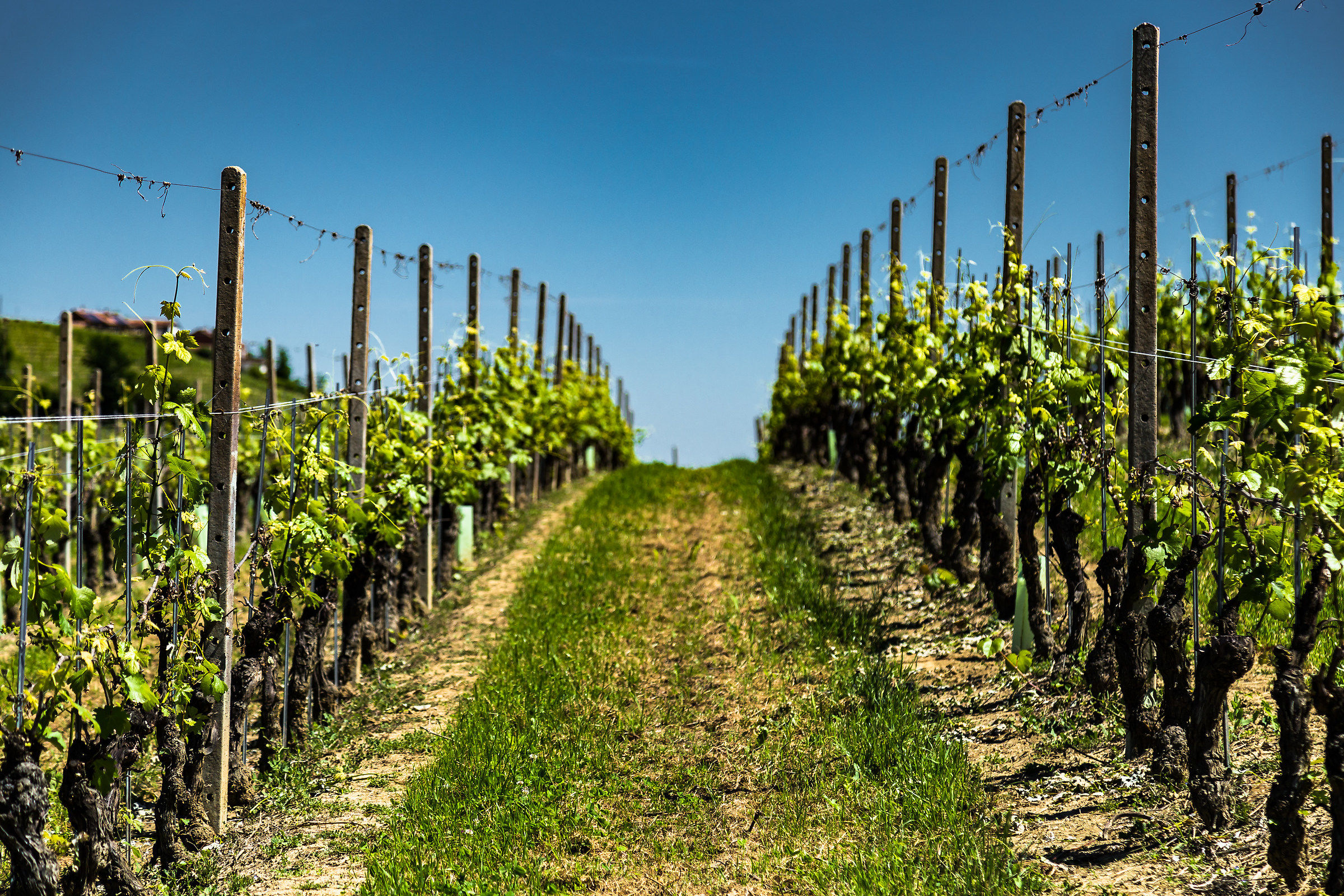 I vigneti del Barolo, La Morra